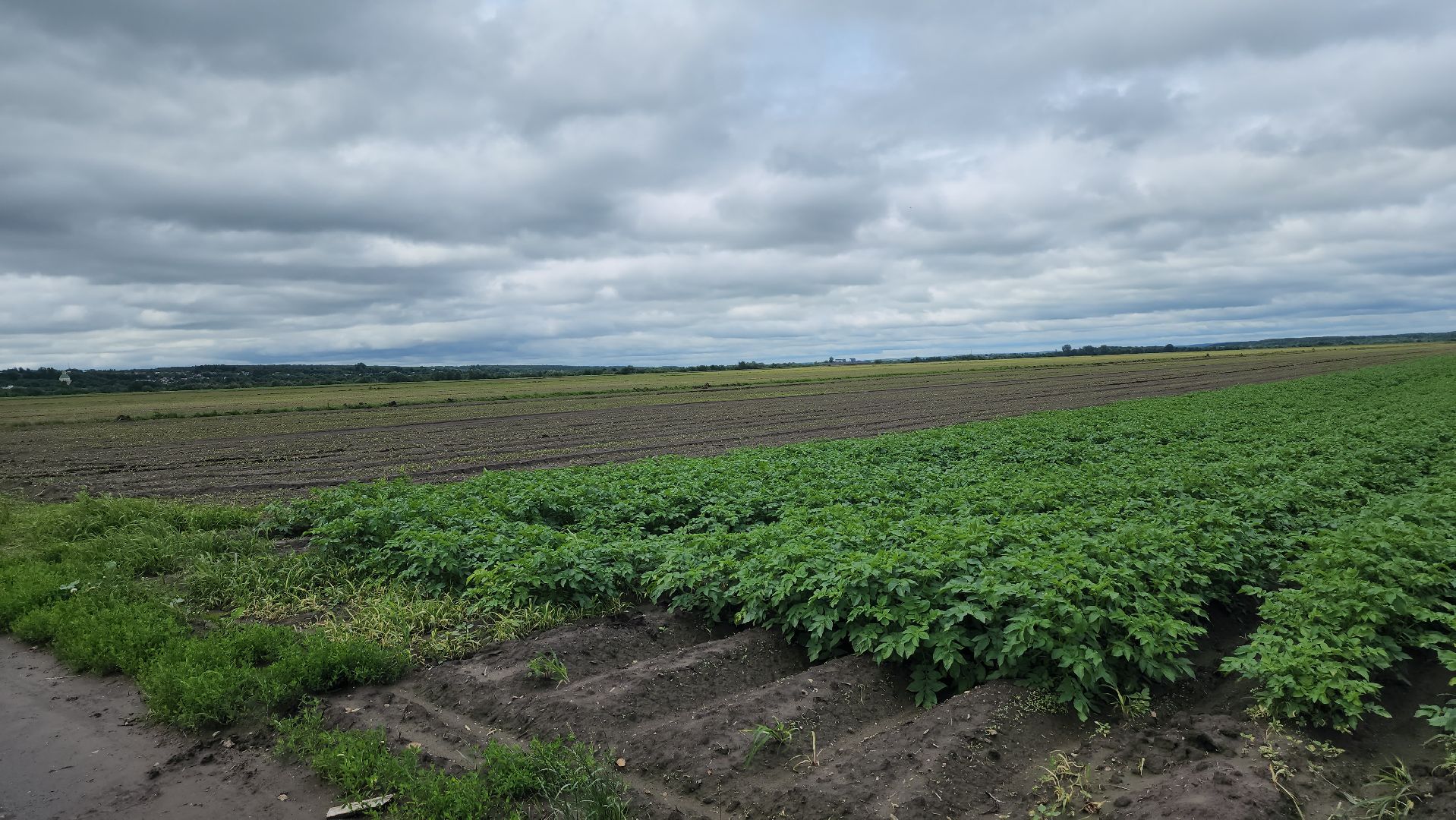 серпухов, ао дашковка, сельское хозяйство,