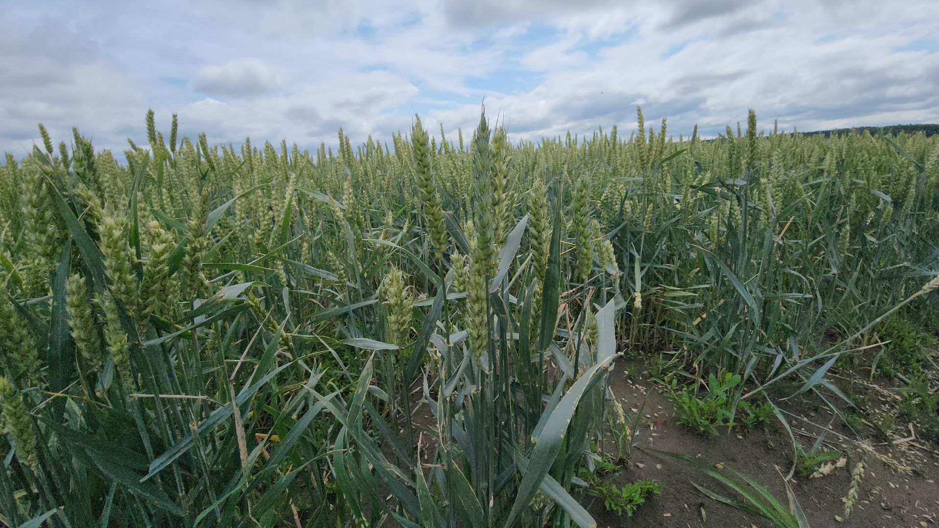 серпухов, ао дашковка, сельское хозяйство,