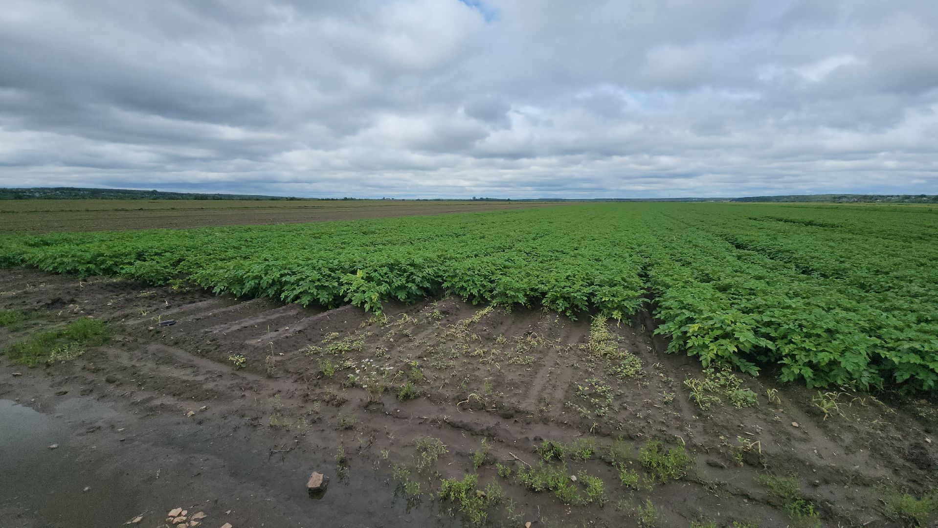 серпухов, ао дашковка, сельское хозяйство,