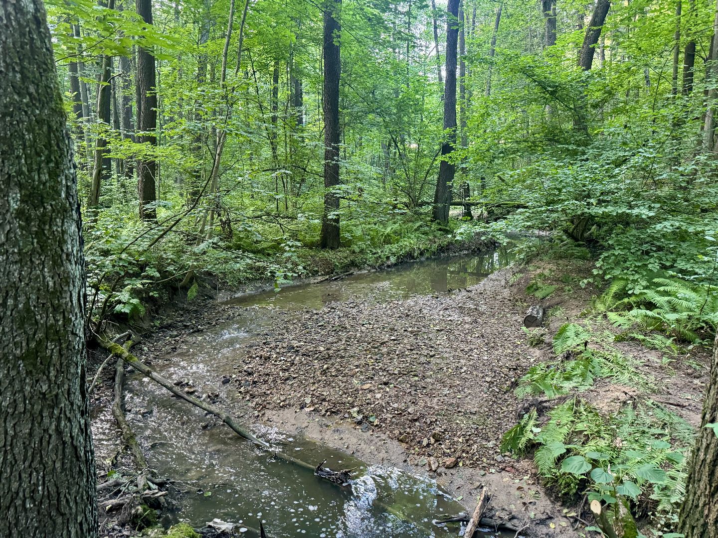 терапевтическая тропа , музей заповедник горки ленинские, лесотерапия, ленинский городской округ,