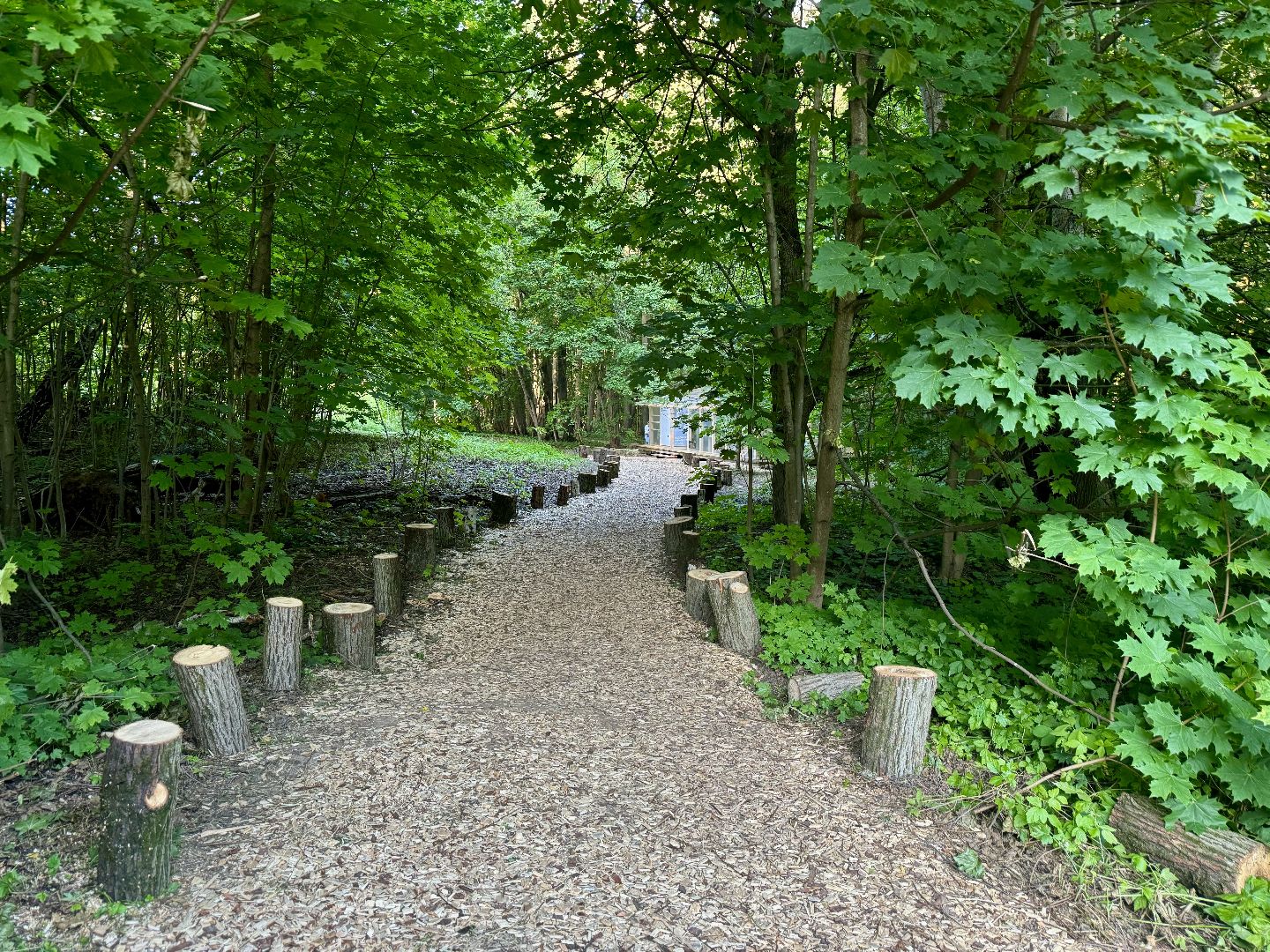 терапевтическая тропа , музей заповедник горки ленинские, лесотерапия, ленинский городской округ,