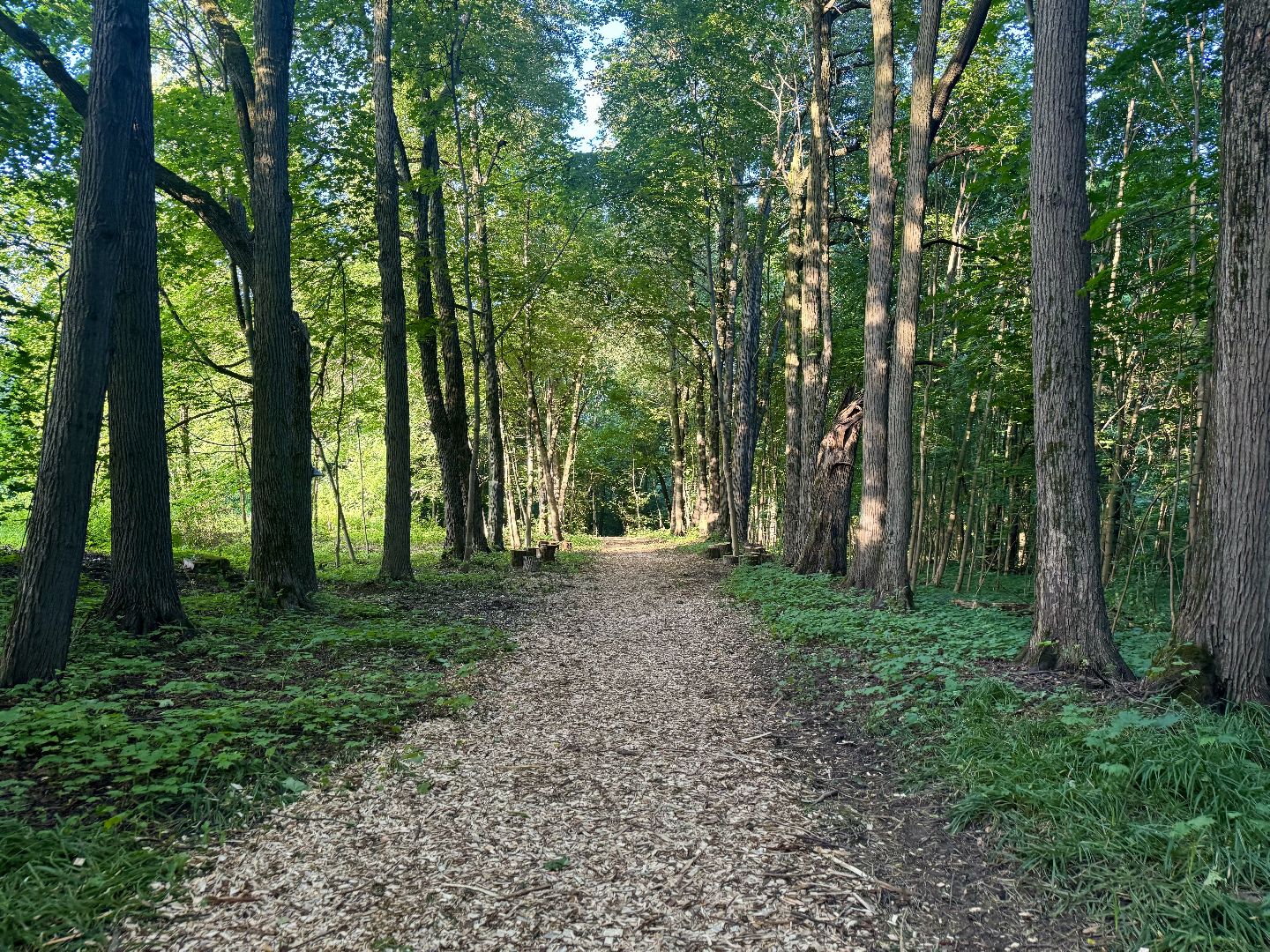 терапевтическая тропа , музей заповедник горки ленинские, лесотерапия, ленинский городской округ,