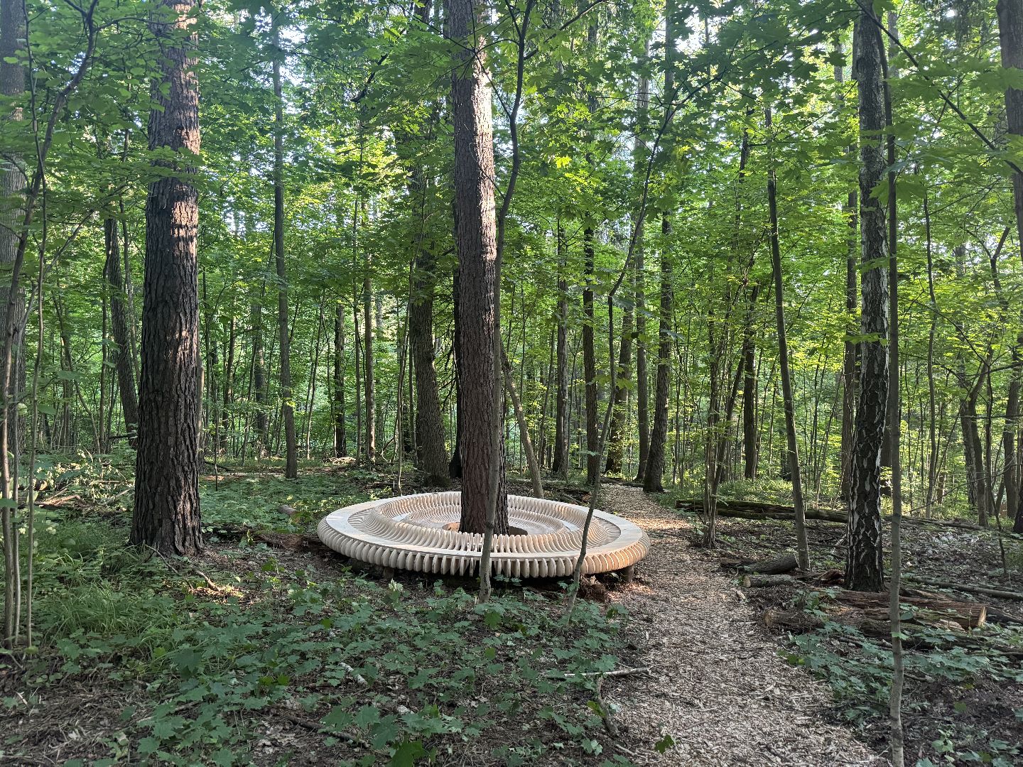 терапевтическая тропа , музей заповедник горки ленинские, лесотерапия, ленинский городской округ,