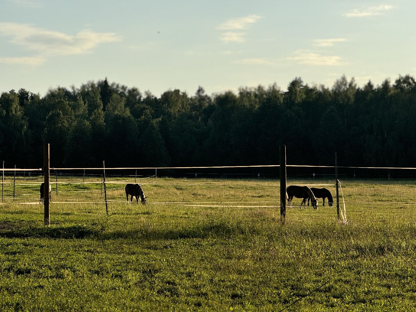 терапевтическая тропа , музей заповедник горки ленинские, лесотерапия, ленинский городской округ,