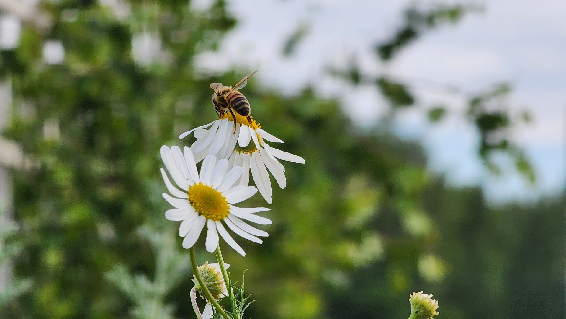 ступино, ступино квадрат, экономика, бизнес,