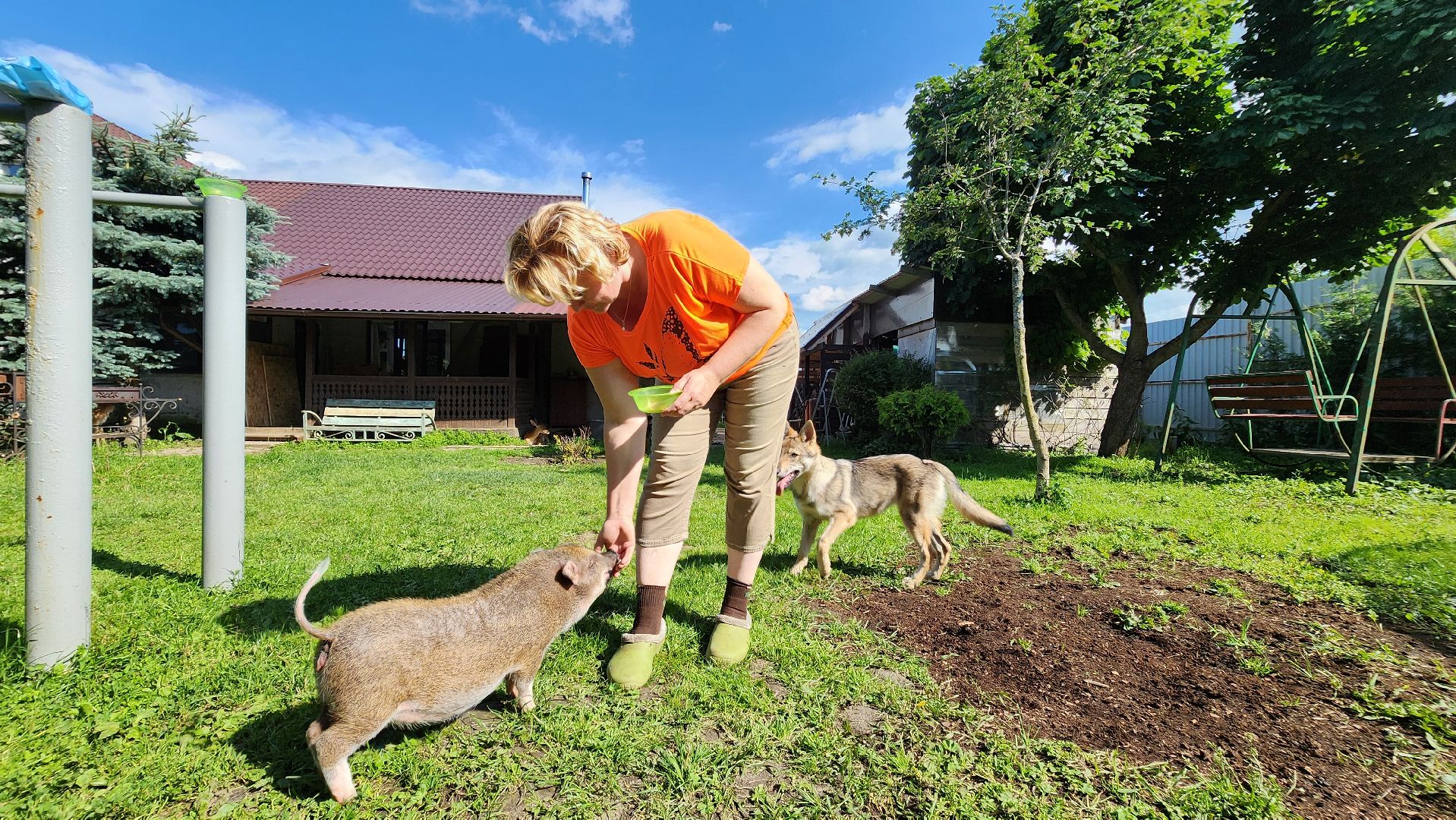 солнечногорск, сенежский олень, животные, волчок и поросенок, туризм,