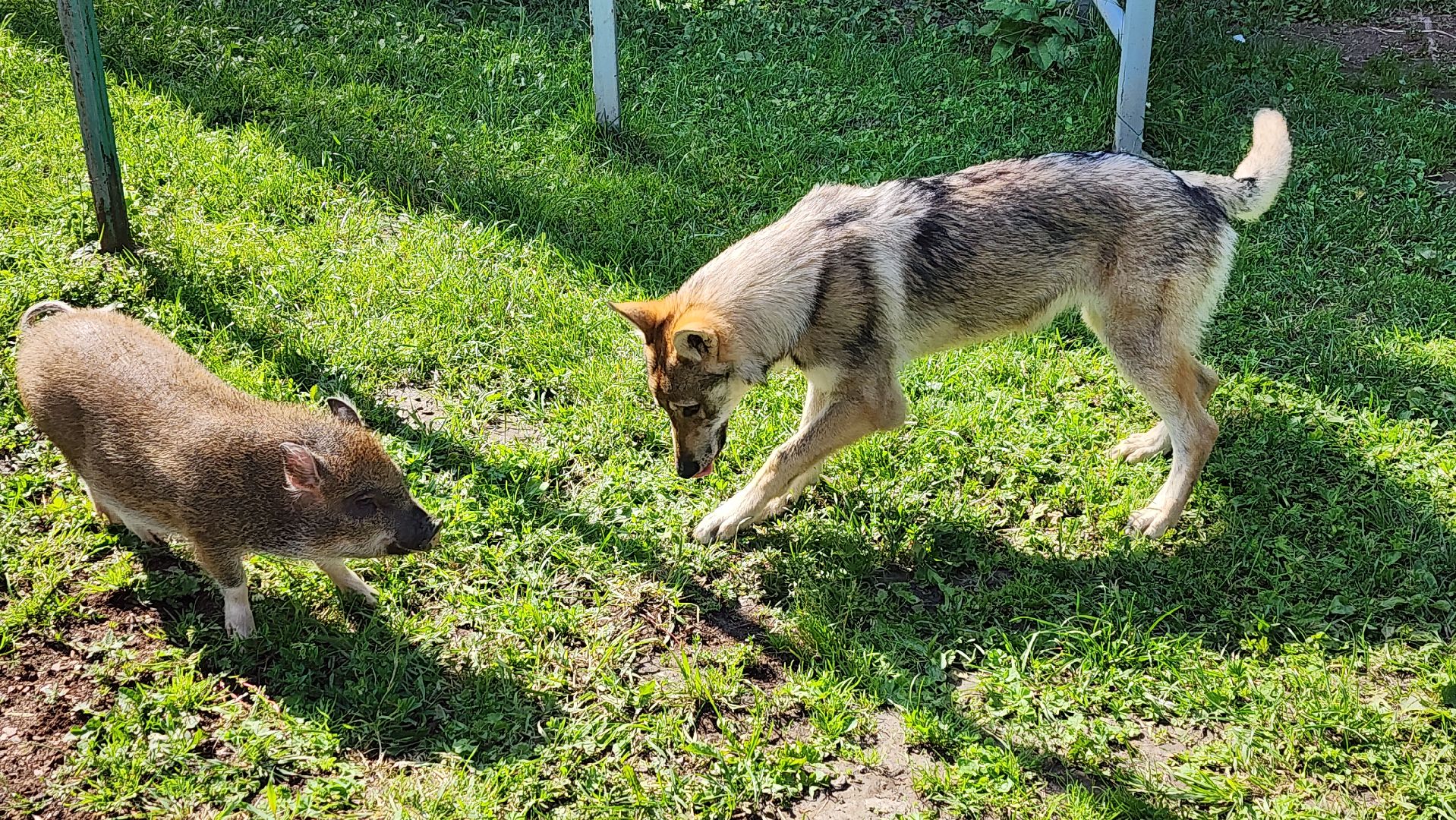 солнечногорск, сенежский олень, животные, волчок и поросенок, туризм,
