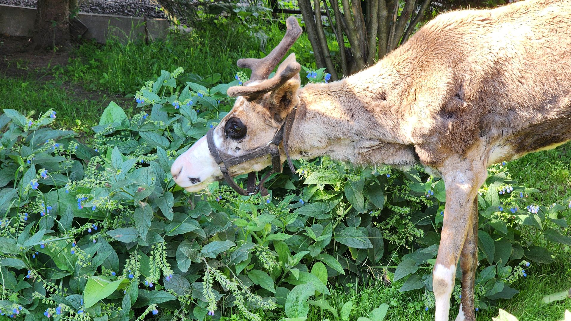 солнечногорск, сенежский олень, животные, волчок и поросенок, туризм,