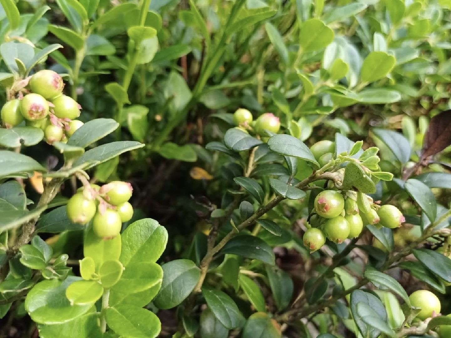 лес, ягоды, грибы в лесу, талдомский городской округ,