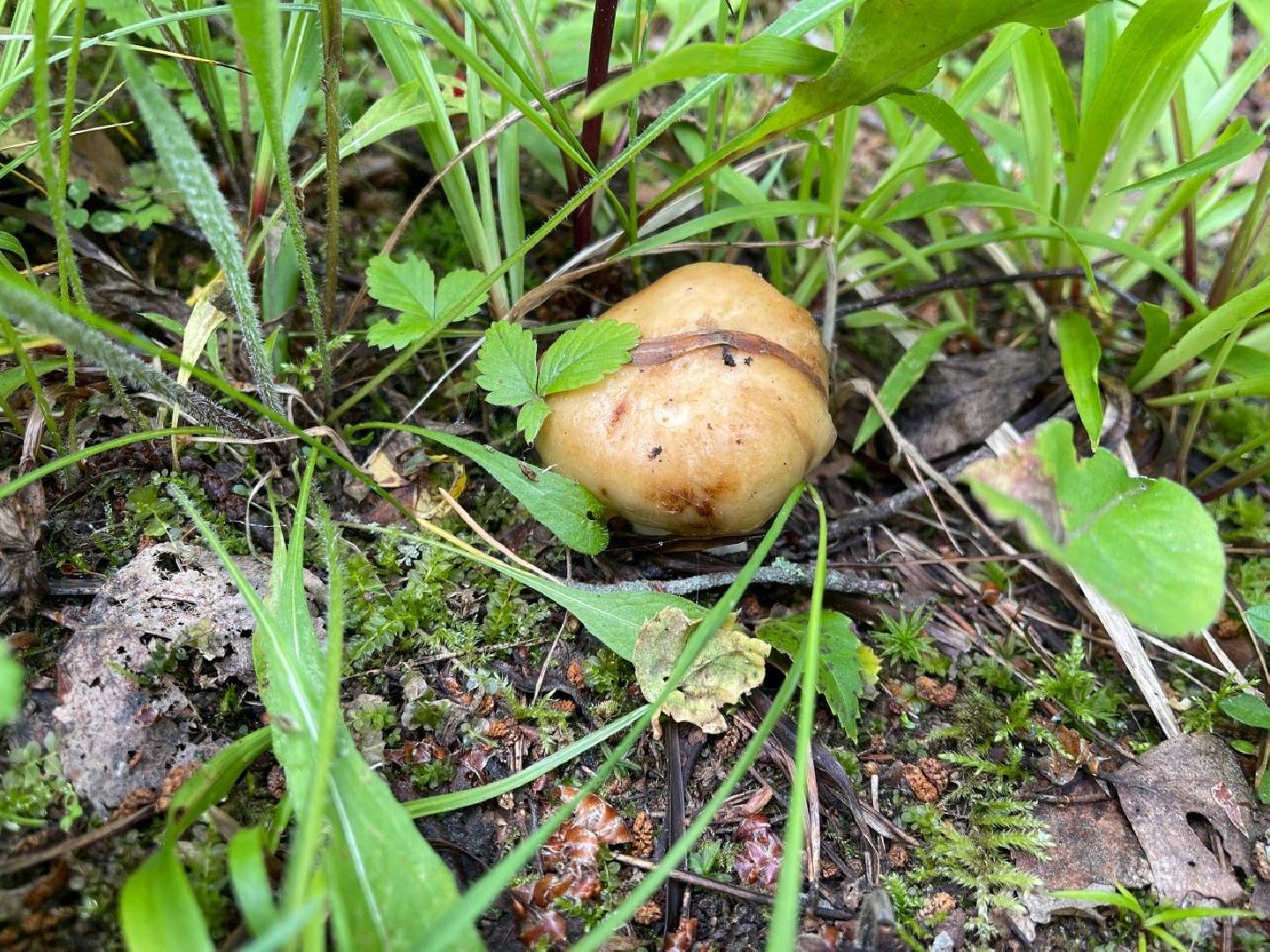 лес, ягоды, грибы в лесу, талдомский городской округ,