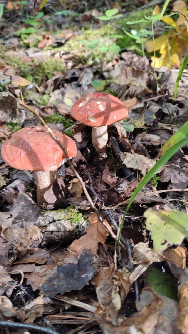 лес, ягоды, грибы в лесу, талдомский городской округ,