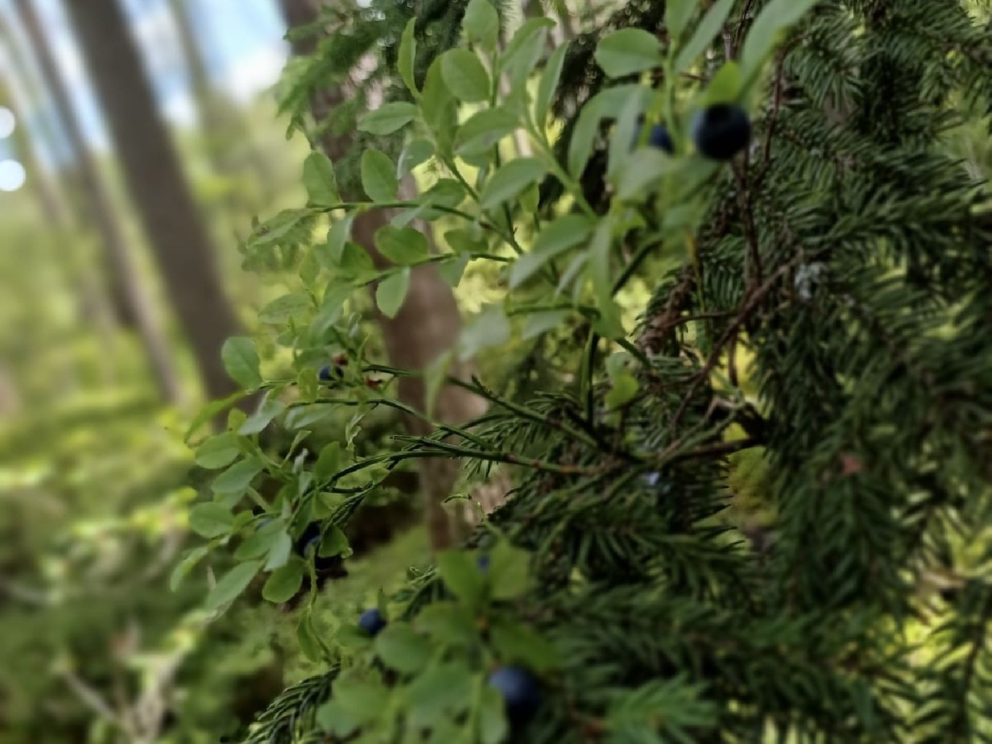 лес, ягоды, грибы в лесу, талдомский городской округ,