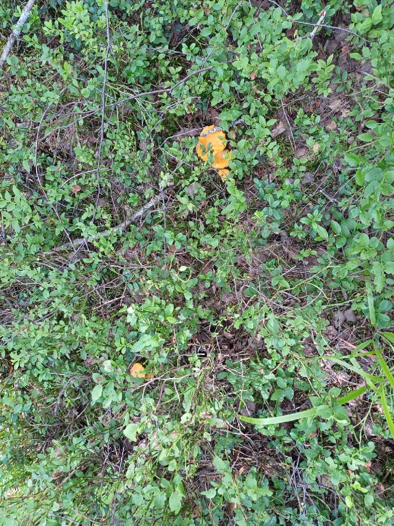 лес, ягоды, грибы в лесу, талдомский городской округ,