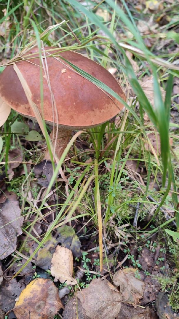 лес, ягоды, грибы в лесу, талдомский городской округ,