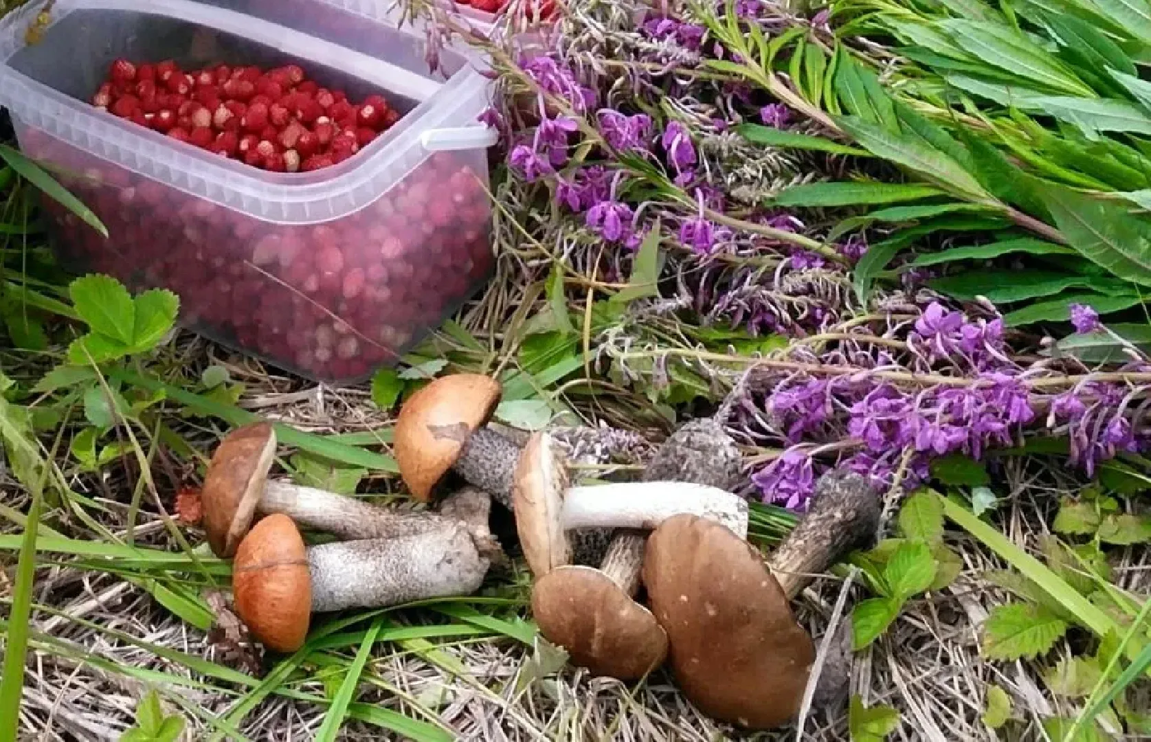 лес, ягоды, грибы в лесу, талдомский городской округ,