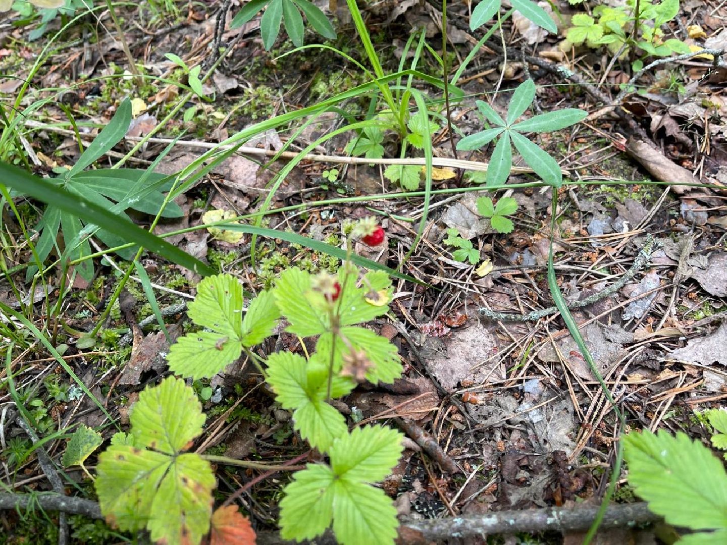 лес, ягоды, грибы в лесу, талдомский городской округ,