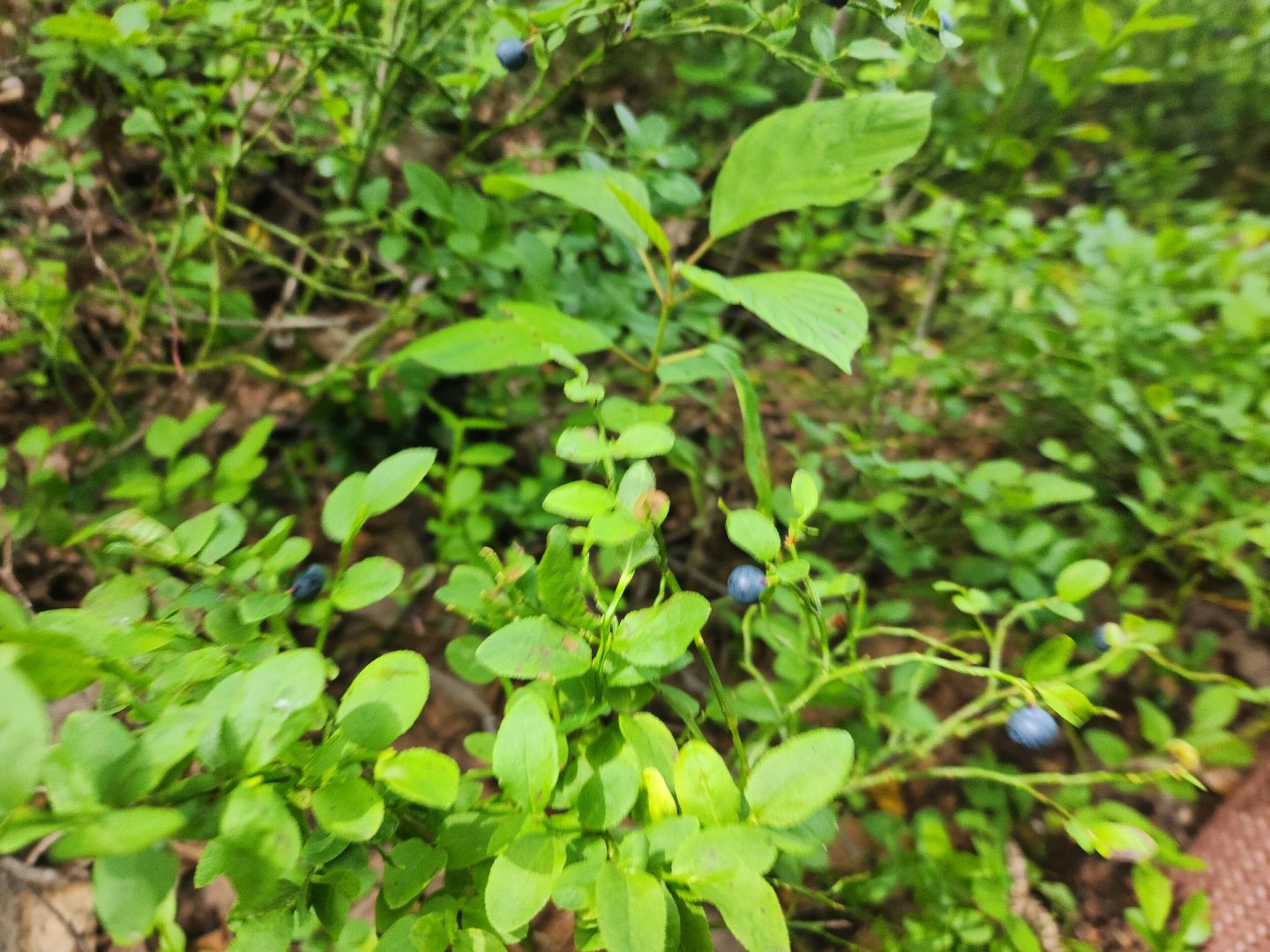 красноармейск, городской округ пушкинский, черника, лесные ягоды,