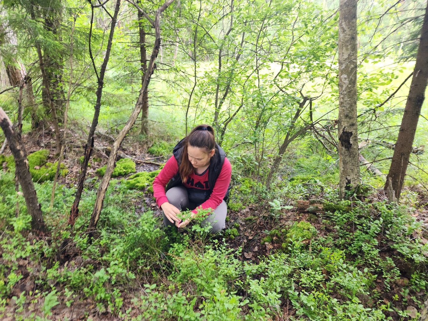 красноармейск, городской округ пушкинский, черника, лесные ягоды,