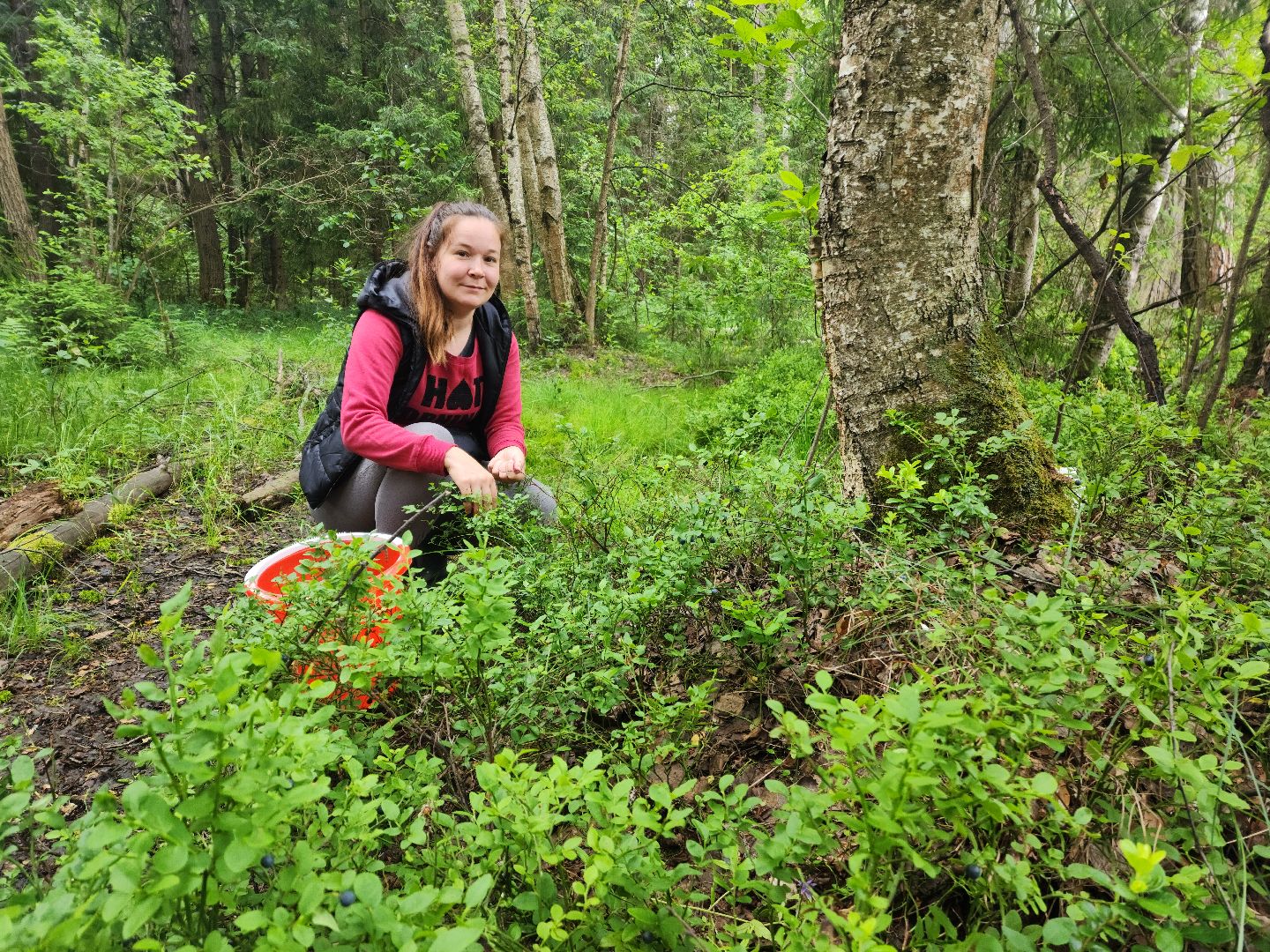 красноармейск, городской округ пушкинский, черника, лесные ягоды,
