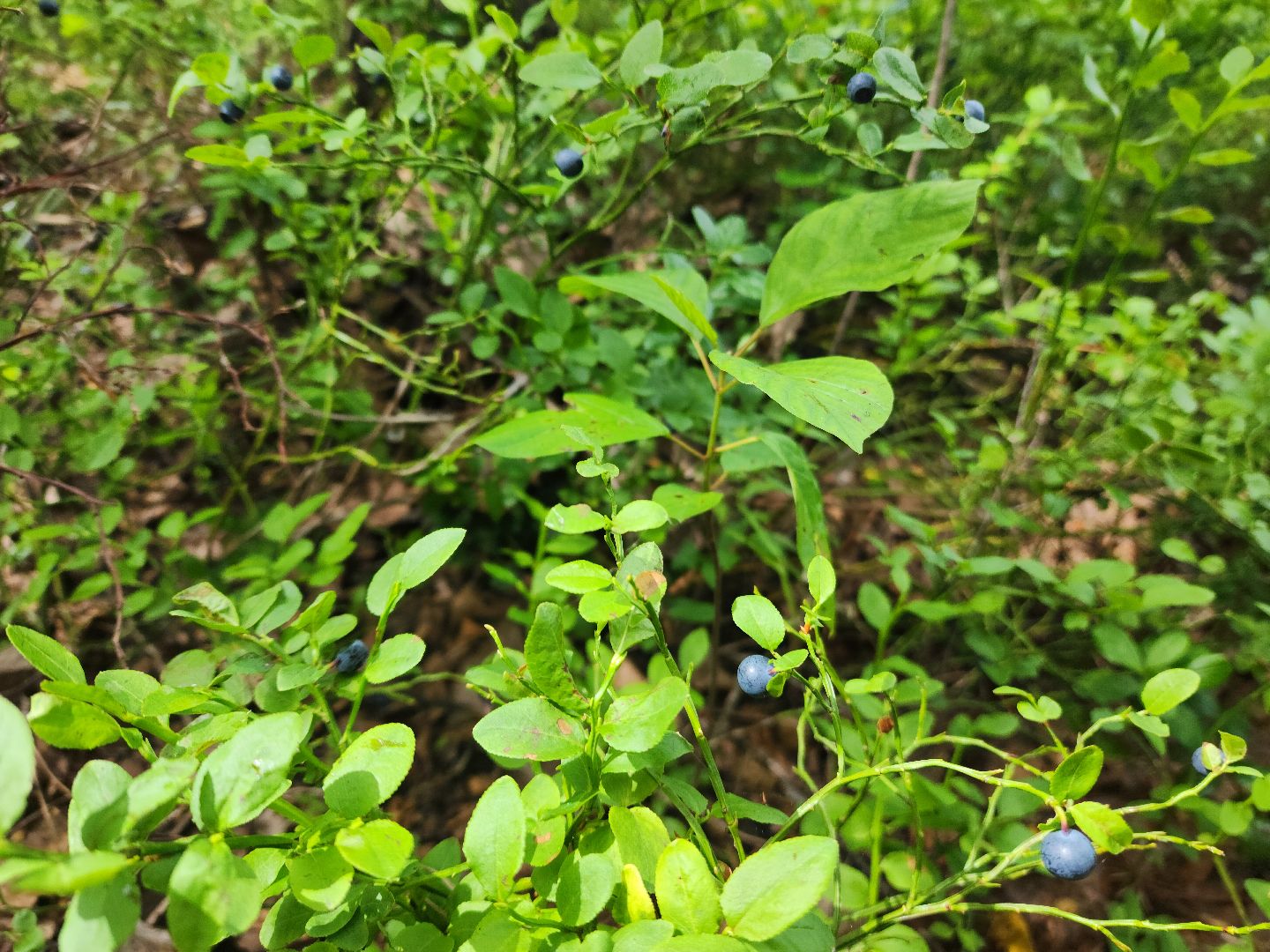 красноармейск, городской округ пушкинский, черника, лесные ягоды,
