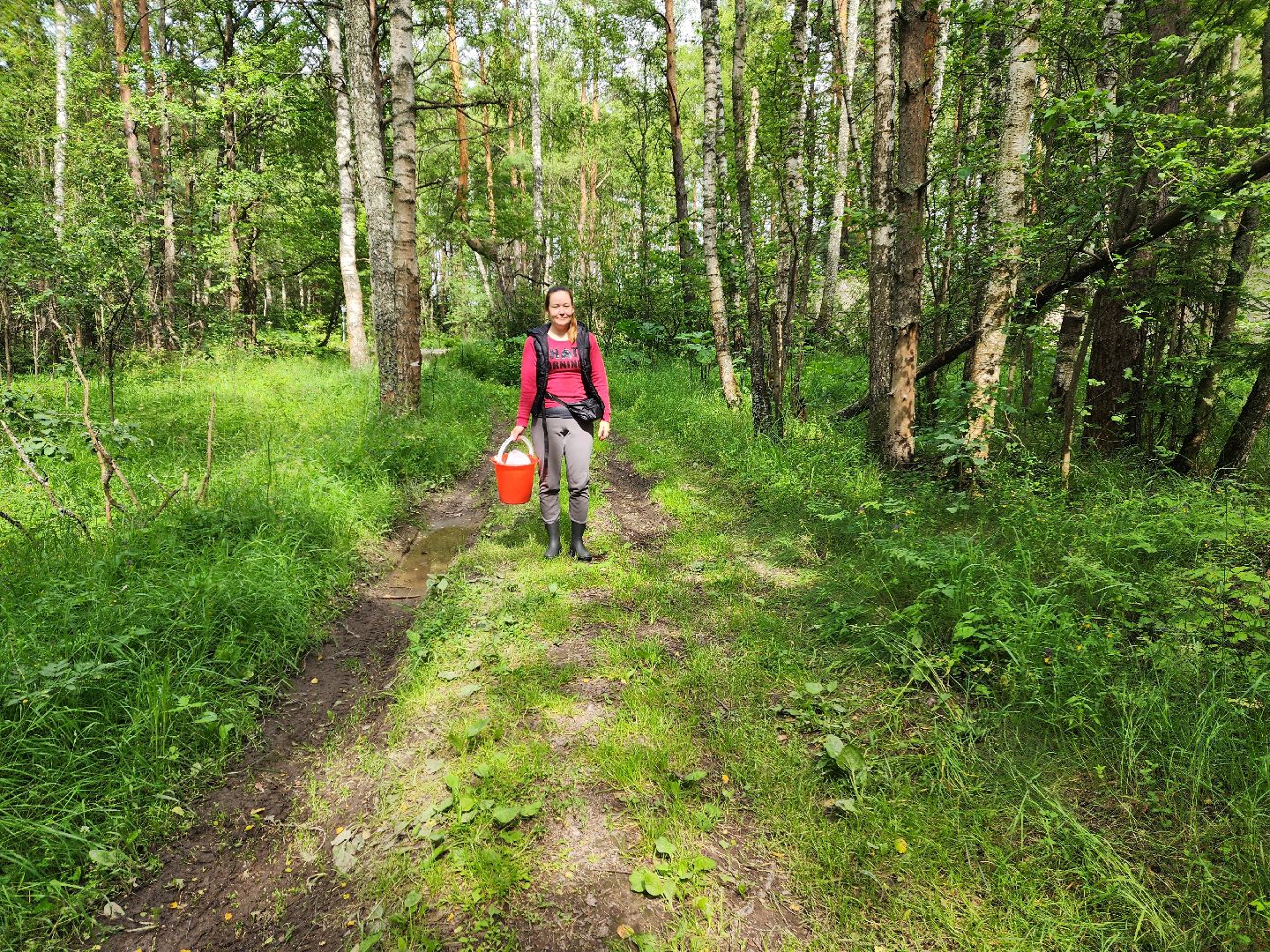 красноармейск, городской округ пушкинский, черника, лесные ягоды,