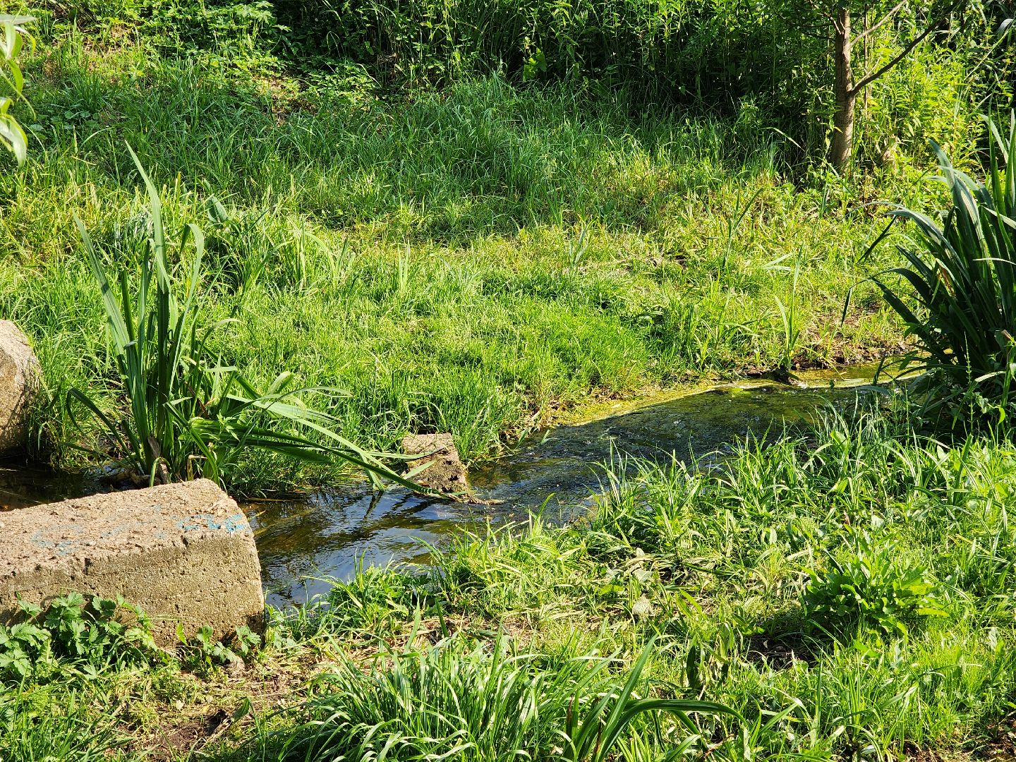 богородский городской округ, электроугли,  жкх, река, загрязнение воды , жители, выездная администрация,
