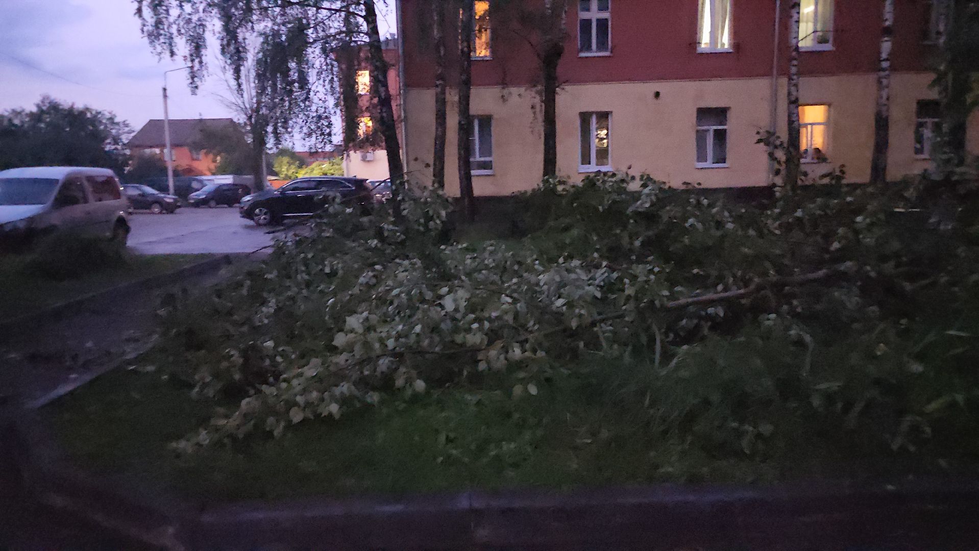 Истра, ЧП, катаклизм, деревья,