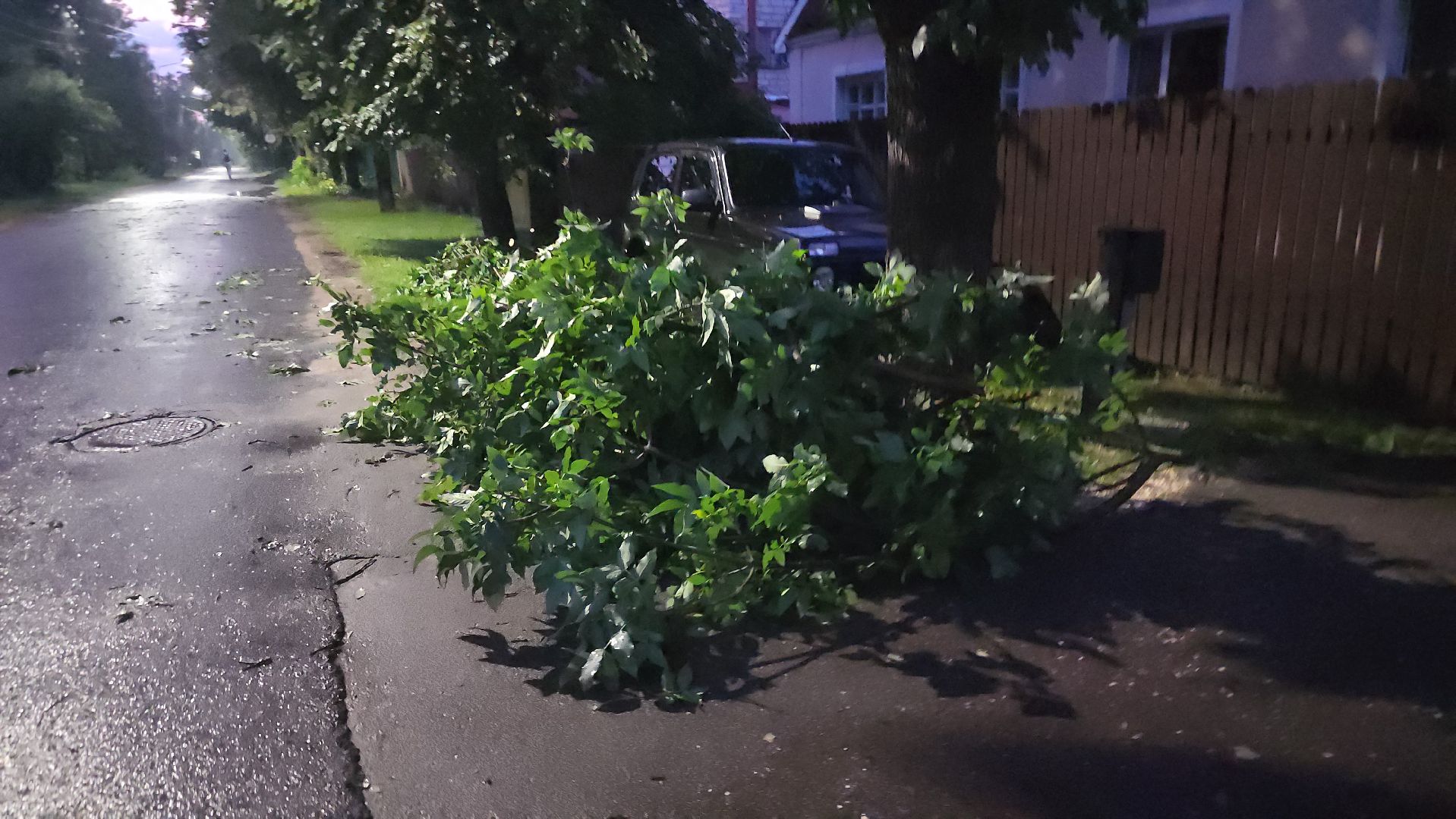 Истра, ЧП, катаклизм, деревья,