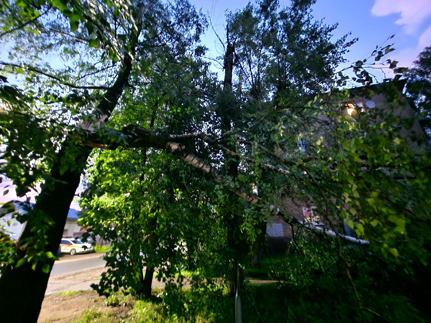 Истра, ЧП, катаклизм, деревья,