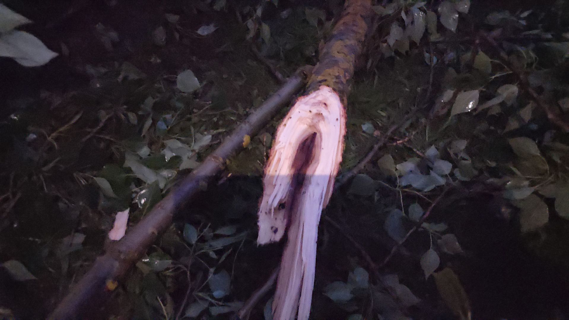 Истра, ЧП, катаклизм, деревья,