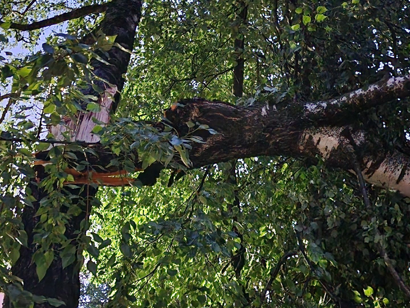 Истра, ЧП, катаклизм, деревья,