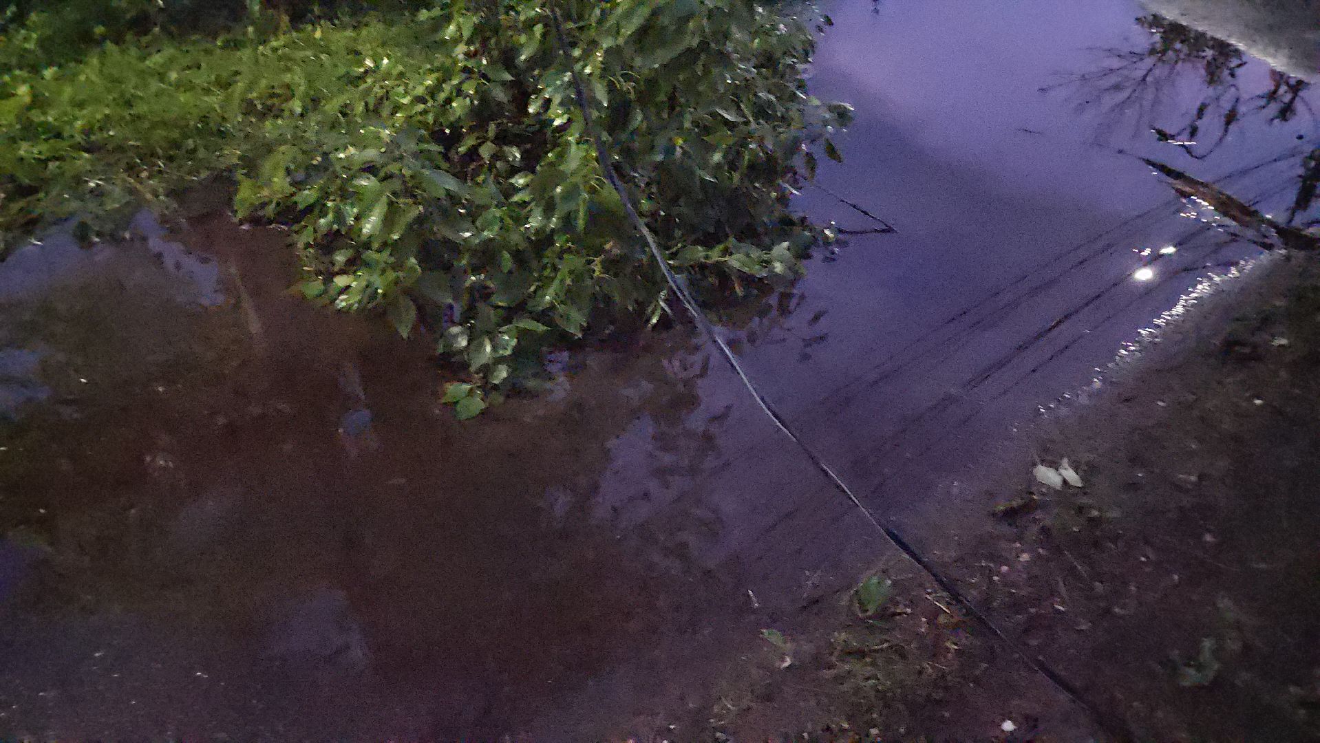 Истра, ЧП, катаклизм, деревья,