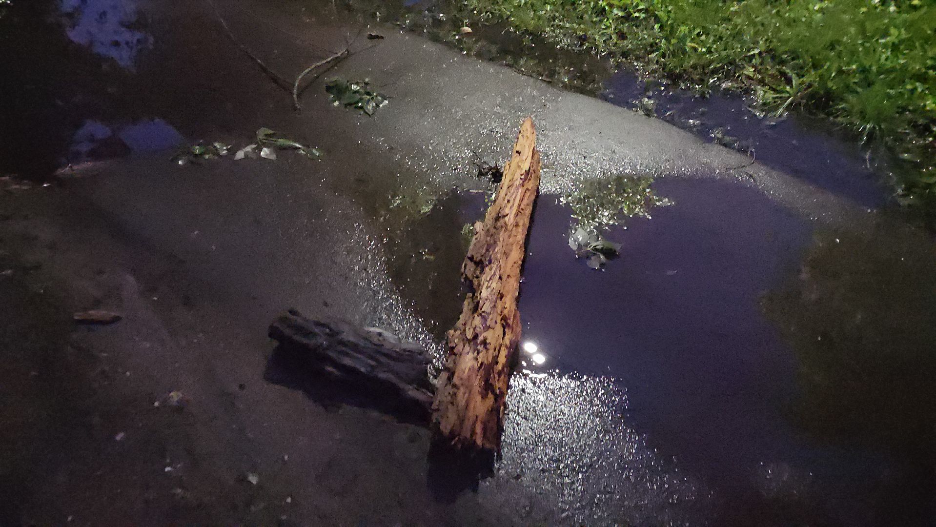 Истра, ЧП, катаклизм, деревья,