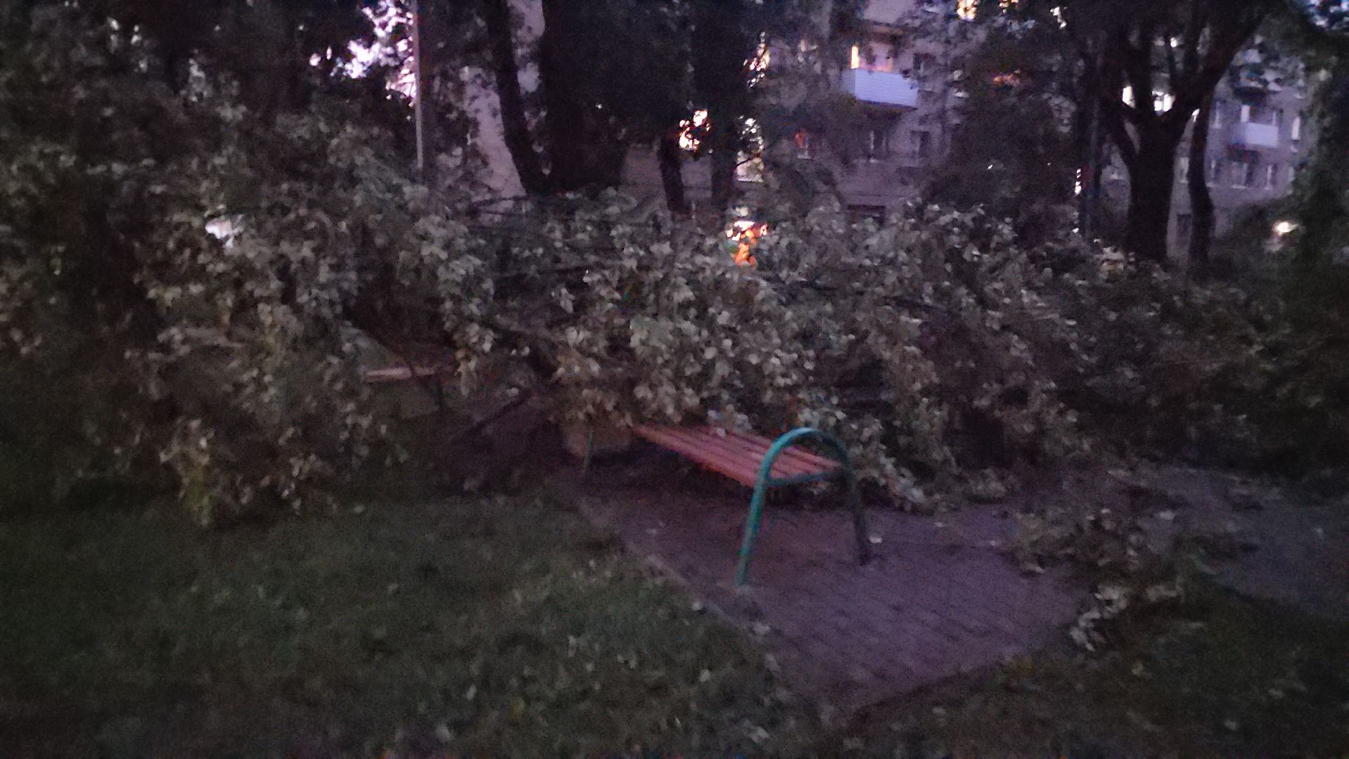 Истра, ЧП, катаклизм, деревья,