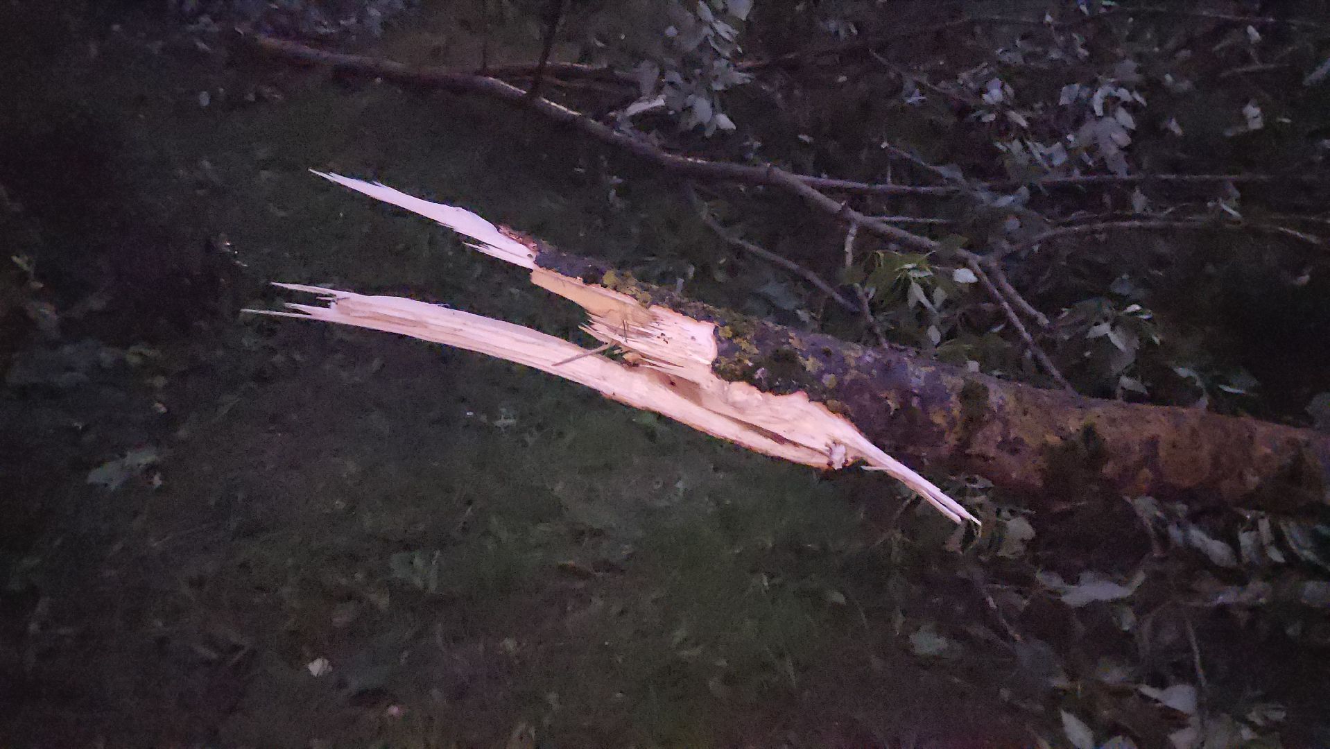 Истра, ЧП, катаклизм, деревья,