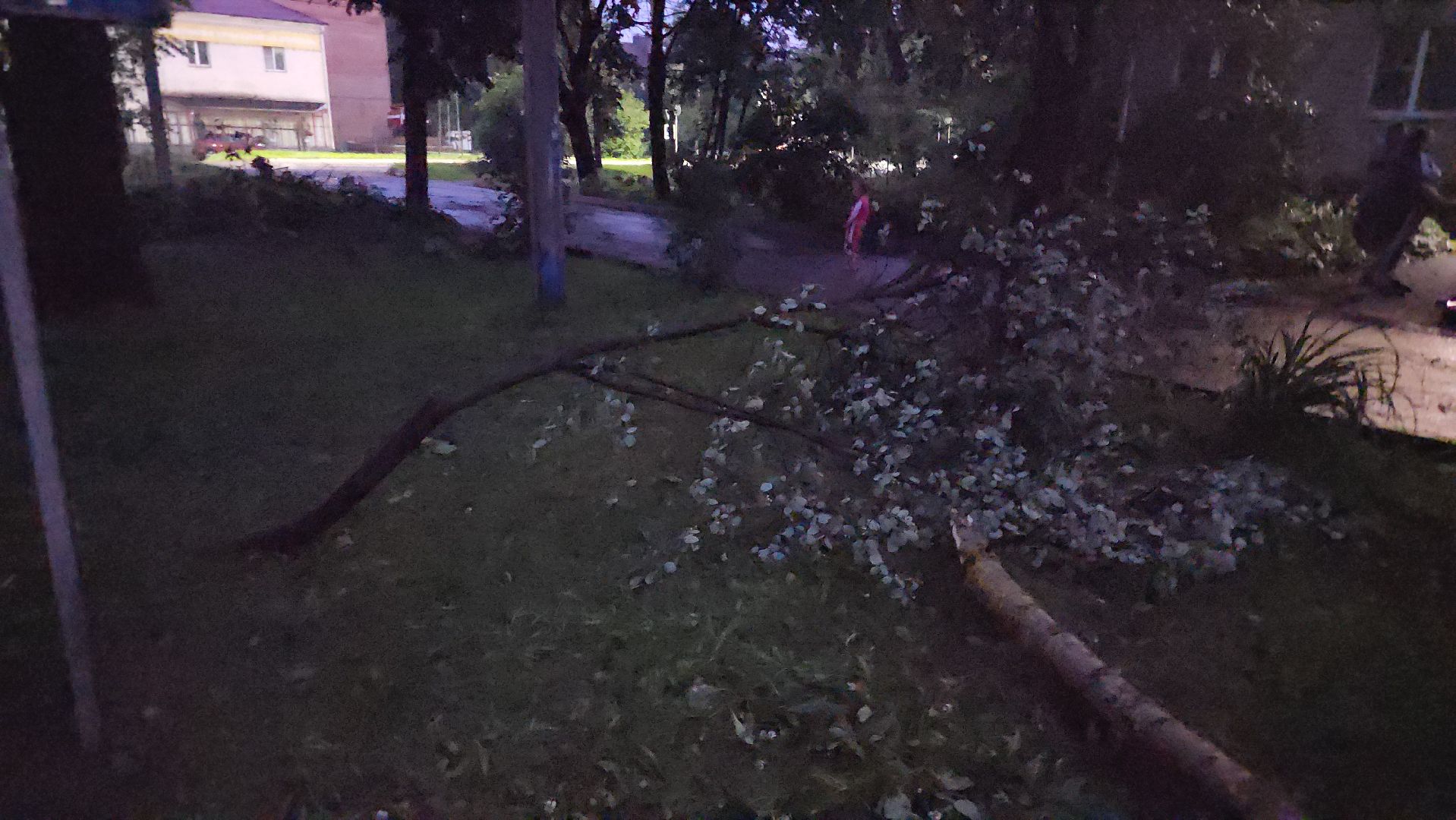 Истра, ЧП, катаклизм, деревья,