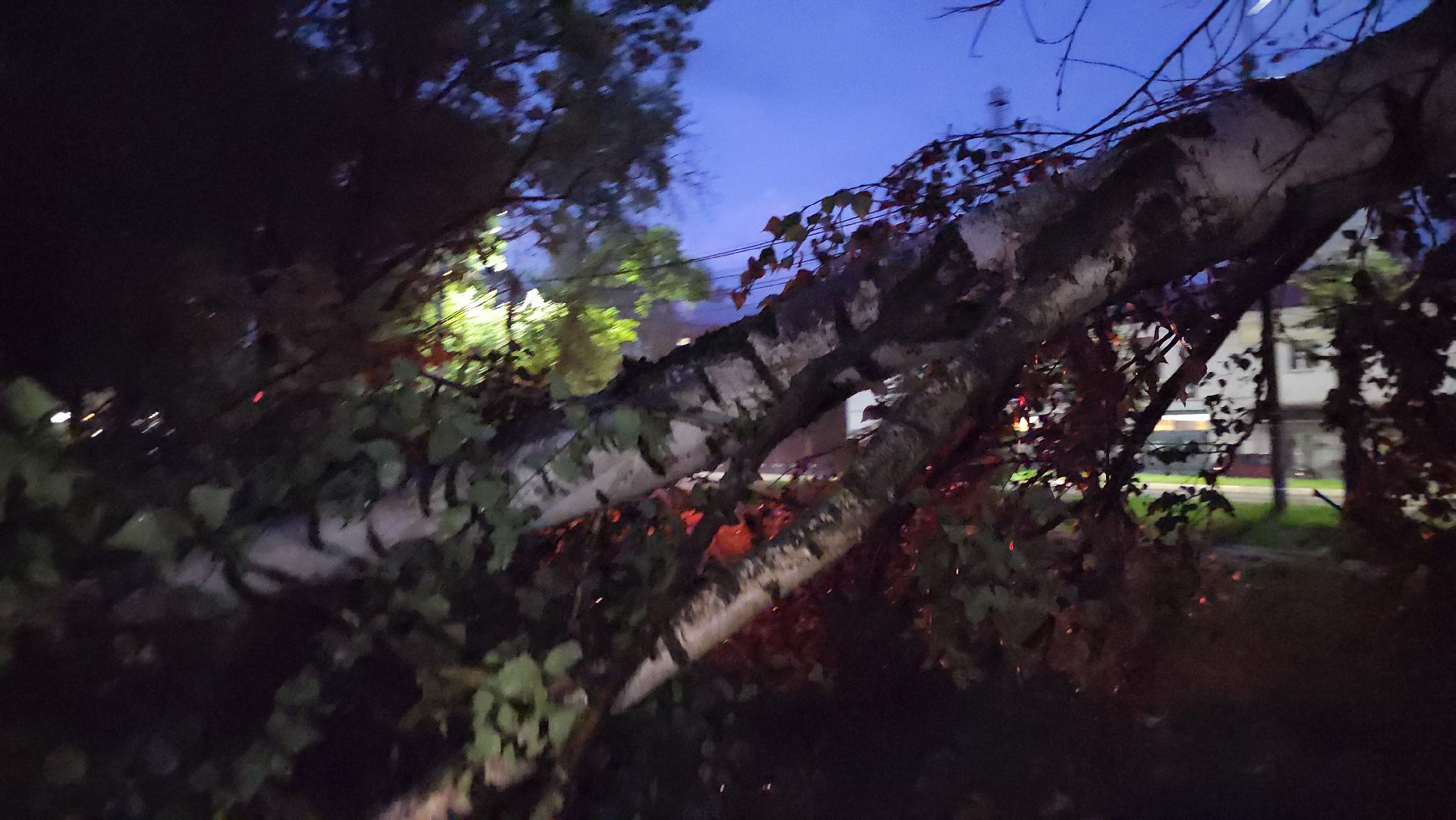 Истра, ЧП, катаклизм, деревья,