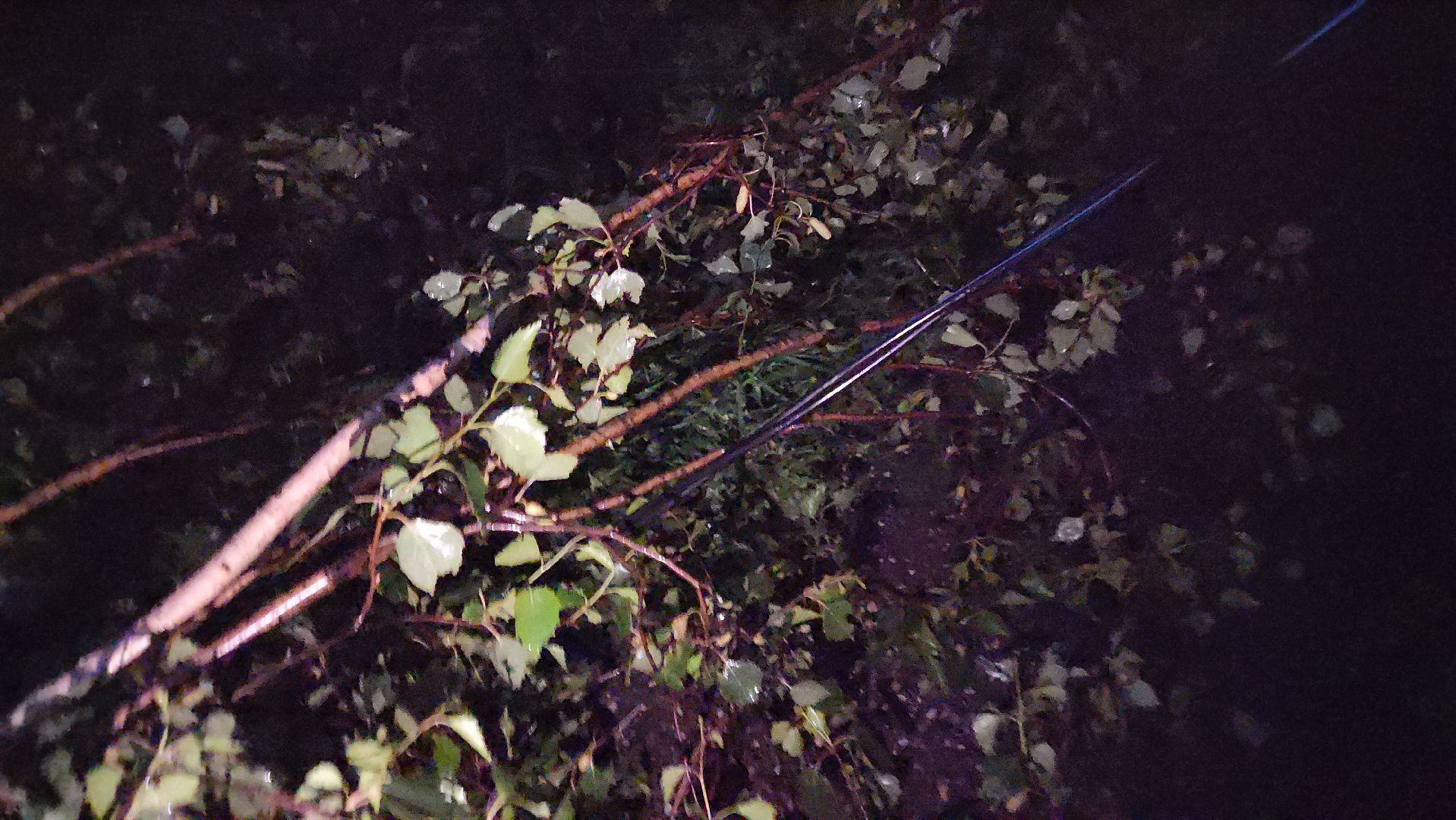 Истра, ЧП, катаклизм, деревья,