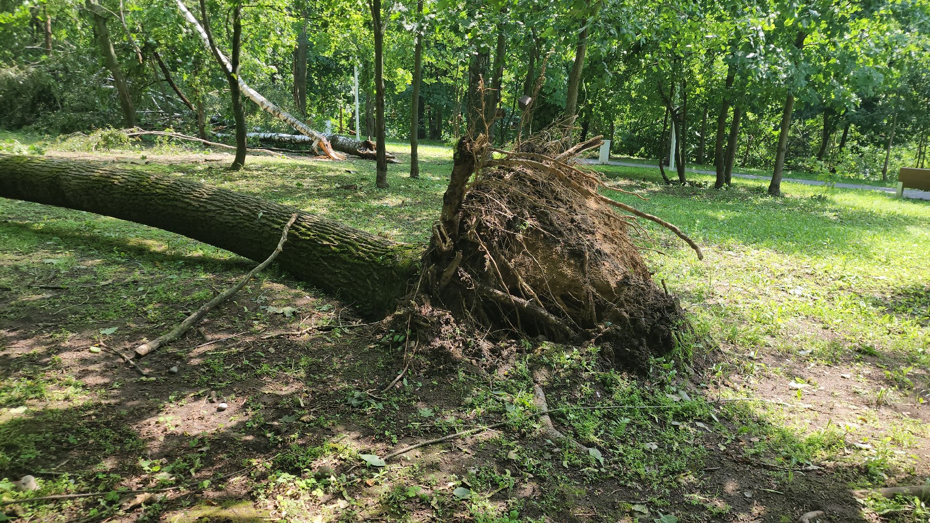 Истра, катаклизм, Парк,