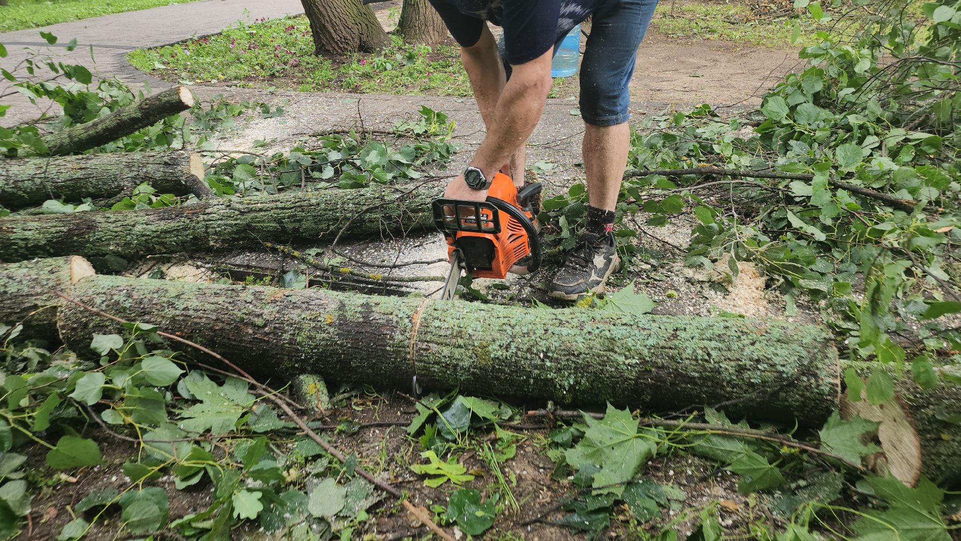 Истра, катаклизм, Парк,