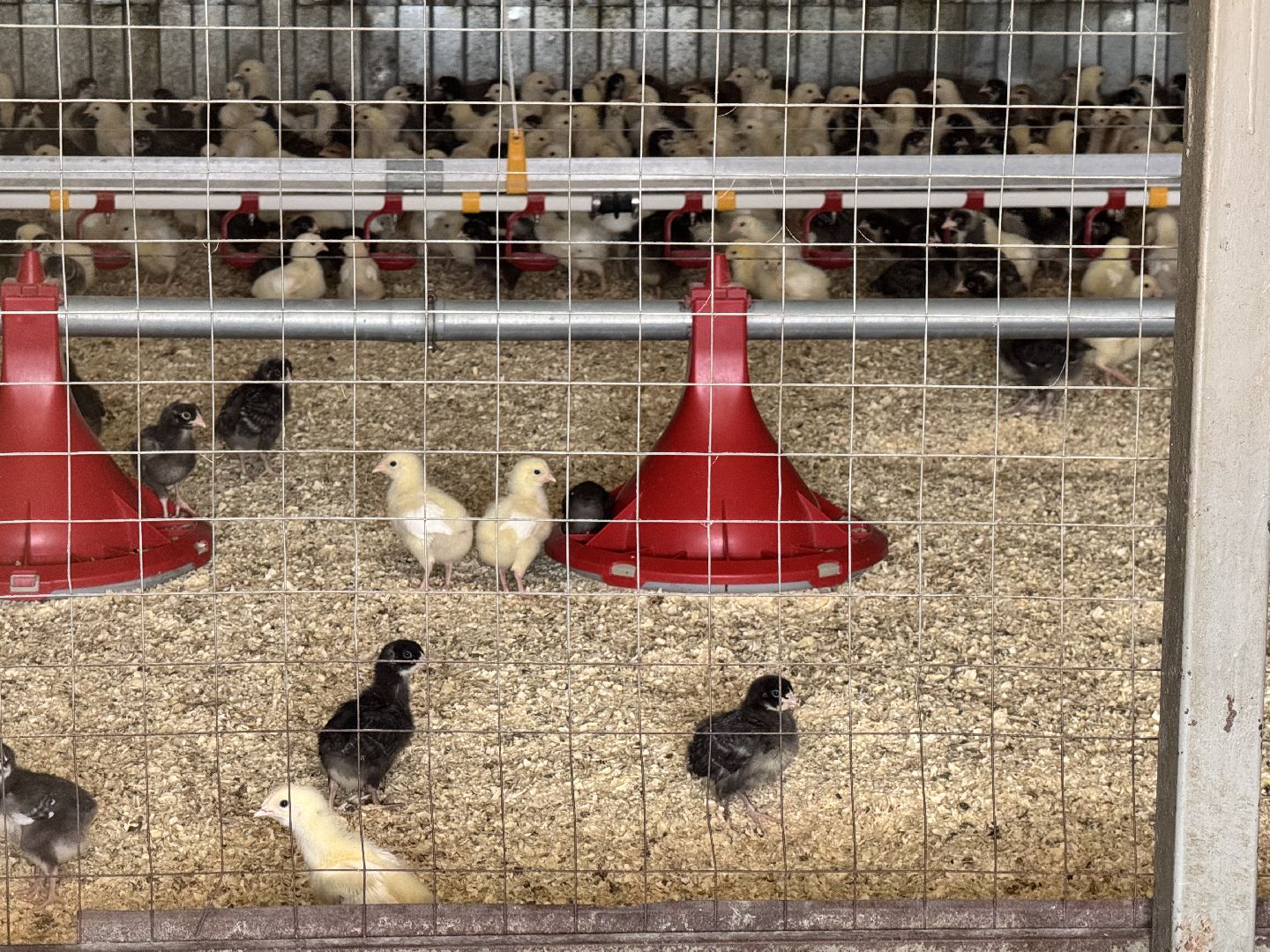 шаховская, птицефабрика, птицеводство, бизнес, предприятие,