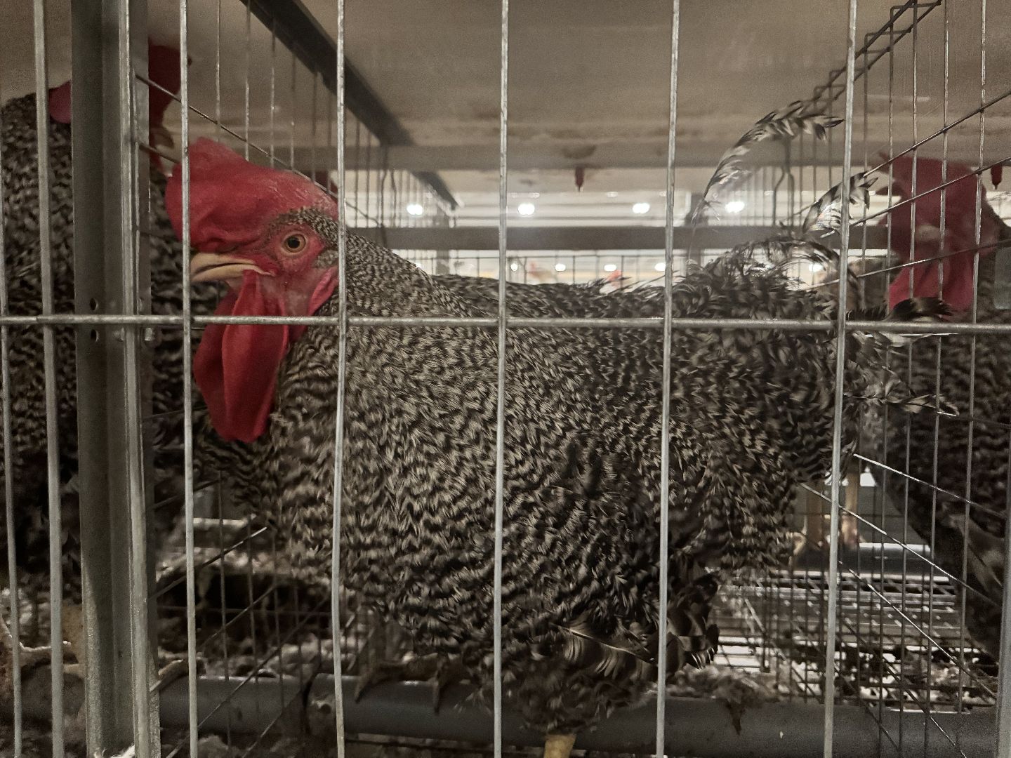 шаховская, птицефабрика, птицеводство, бизнес, предприятие,