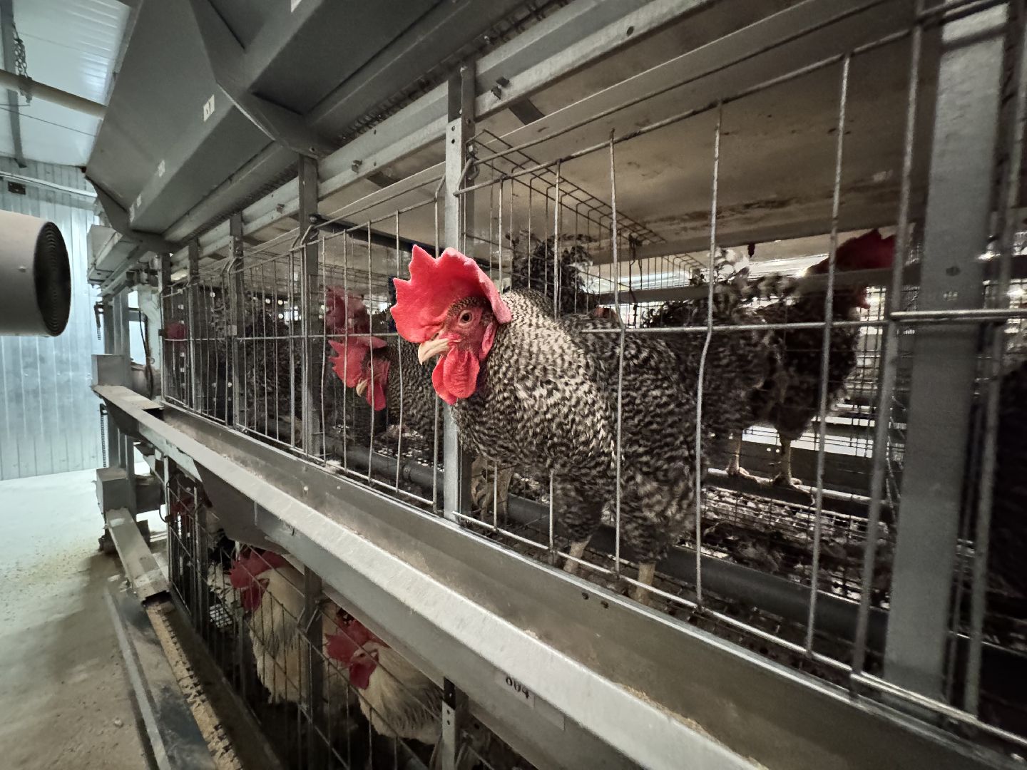 шаховская, птицефабрика, птицеводство, бизнес, предприятие,