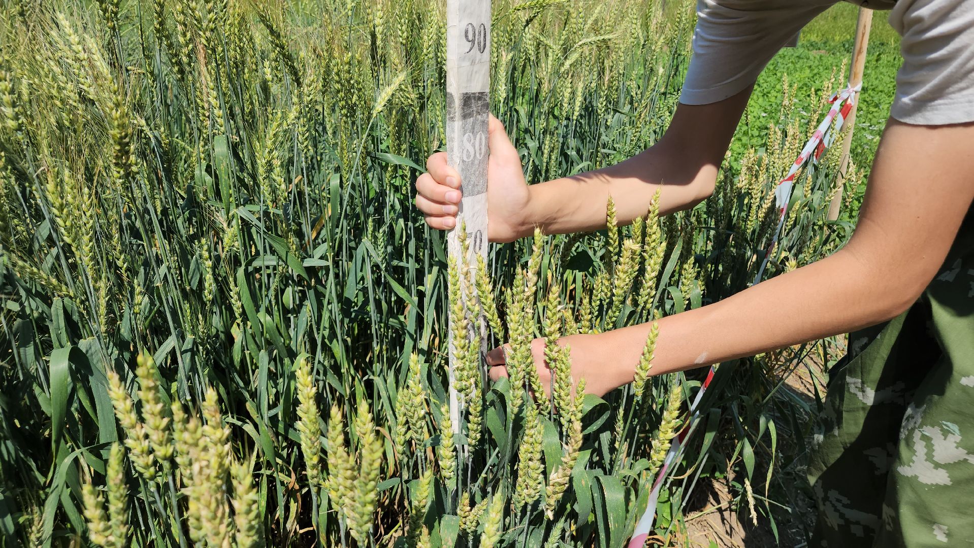 ступино, сельское хозяйство, образование,