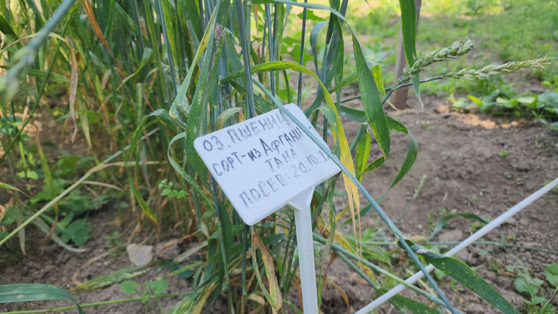 ступино, сельское хозяйство, образование,