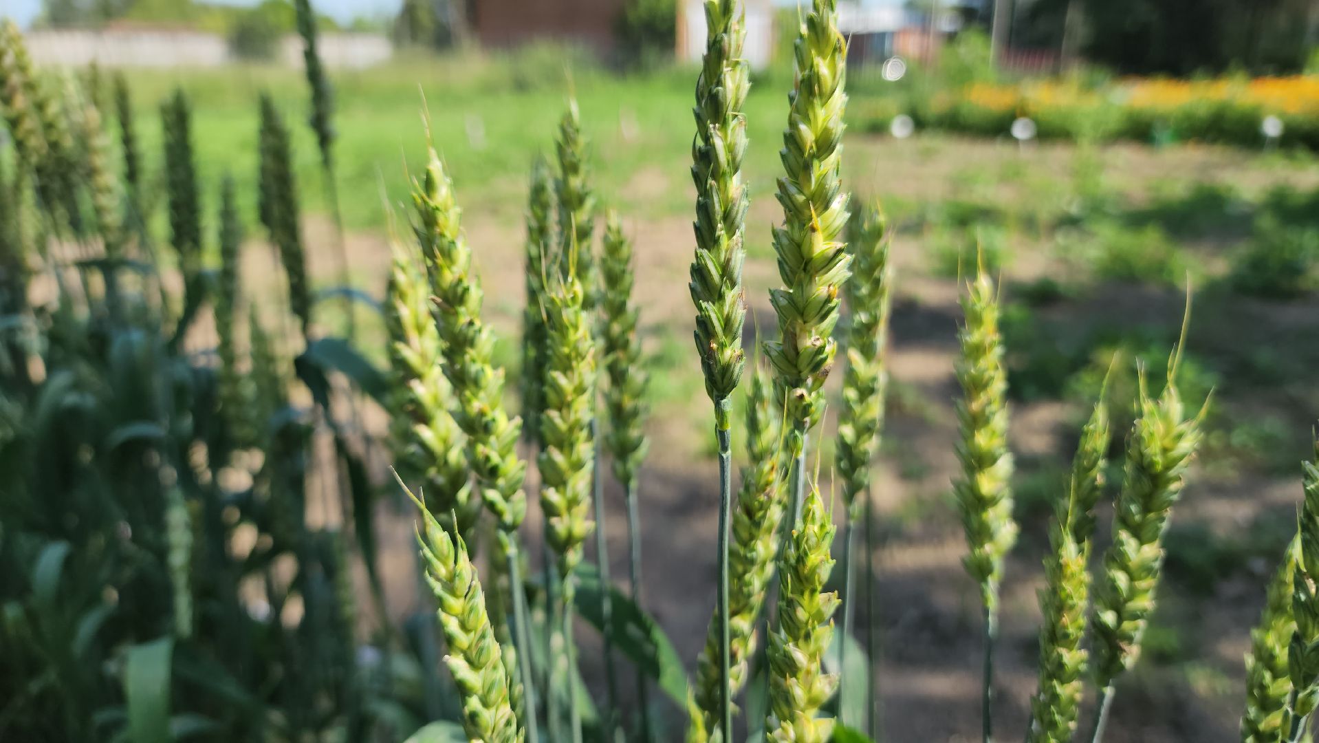 ступино, сельское хозяйство, образование,