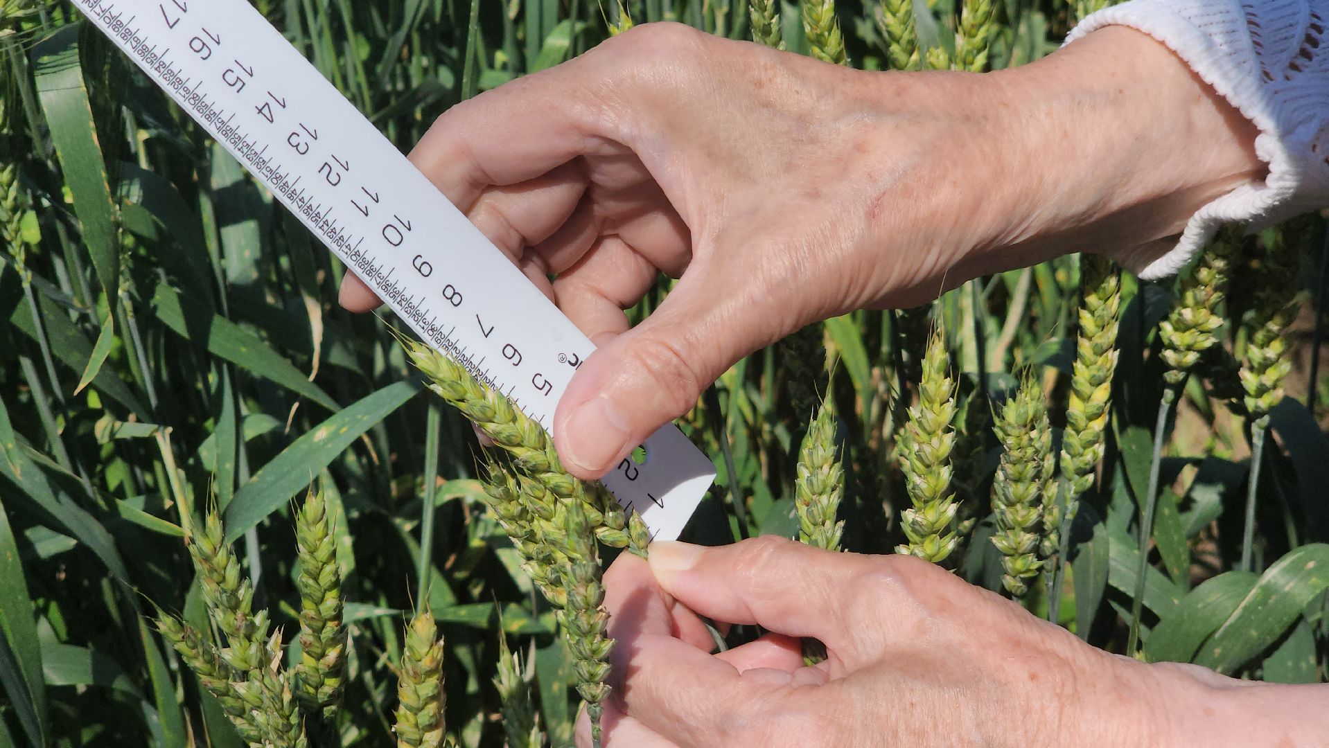 ступино, сельское хозяйство, образование,