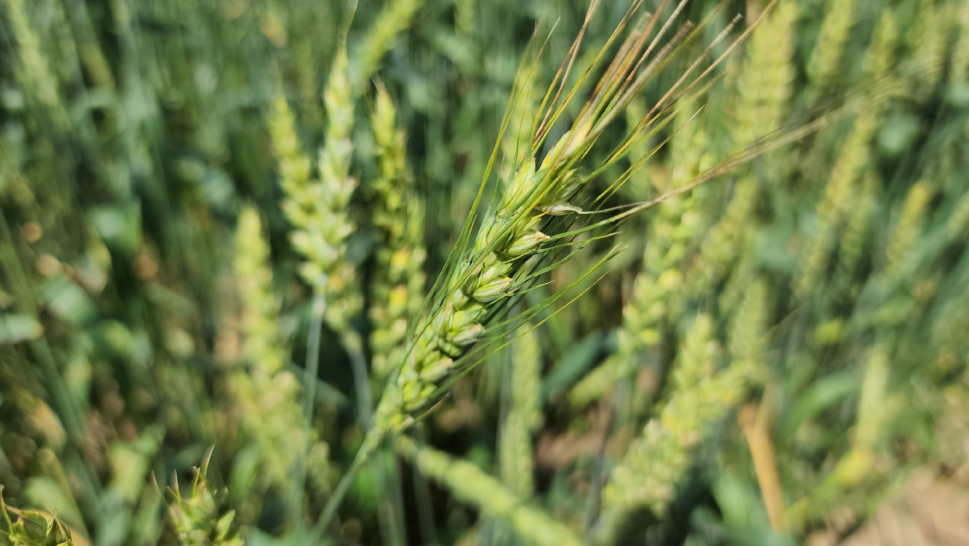 ступино, сельское хозяйство, образование,