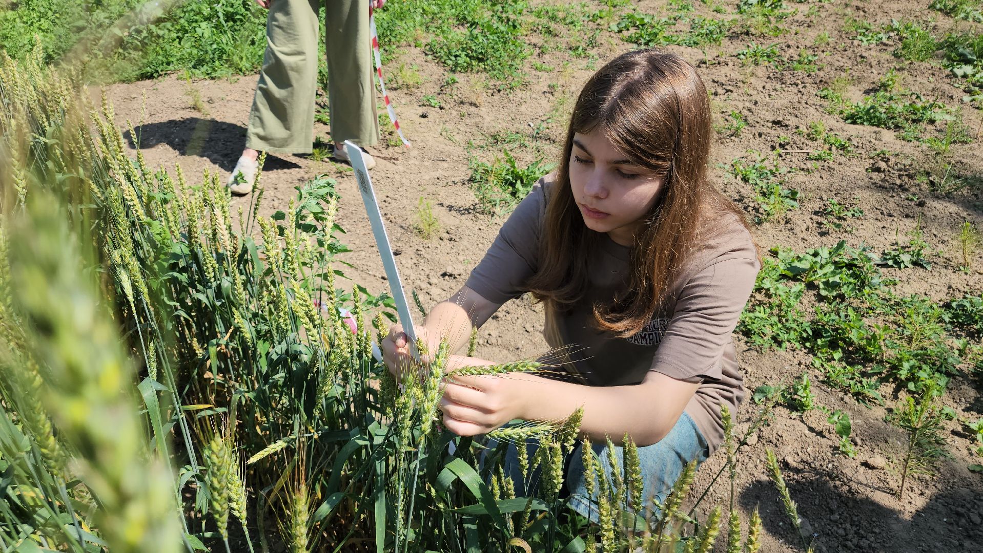 ступино, сельское хозяйство, образование,