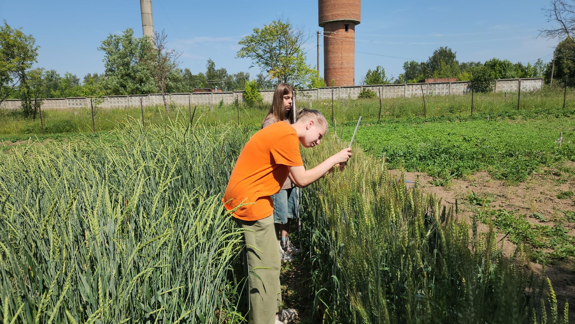 ступино, сельское хозяйство, образование,